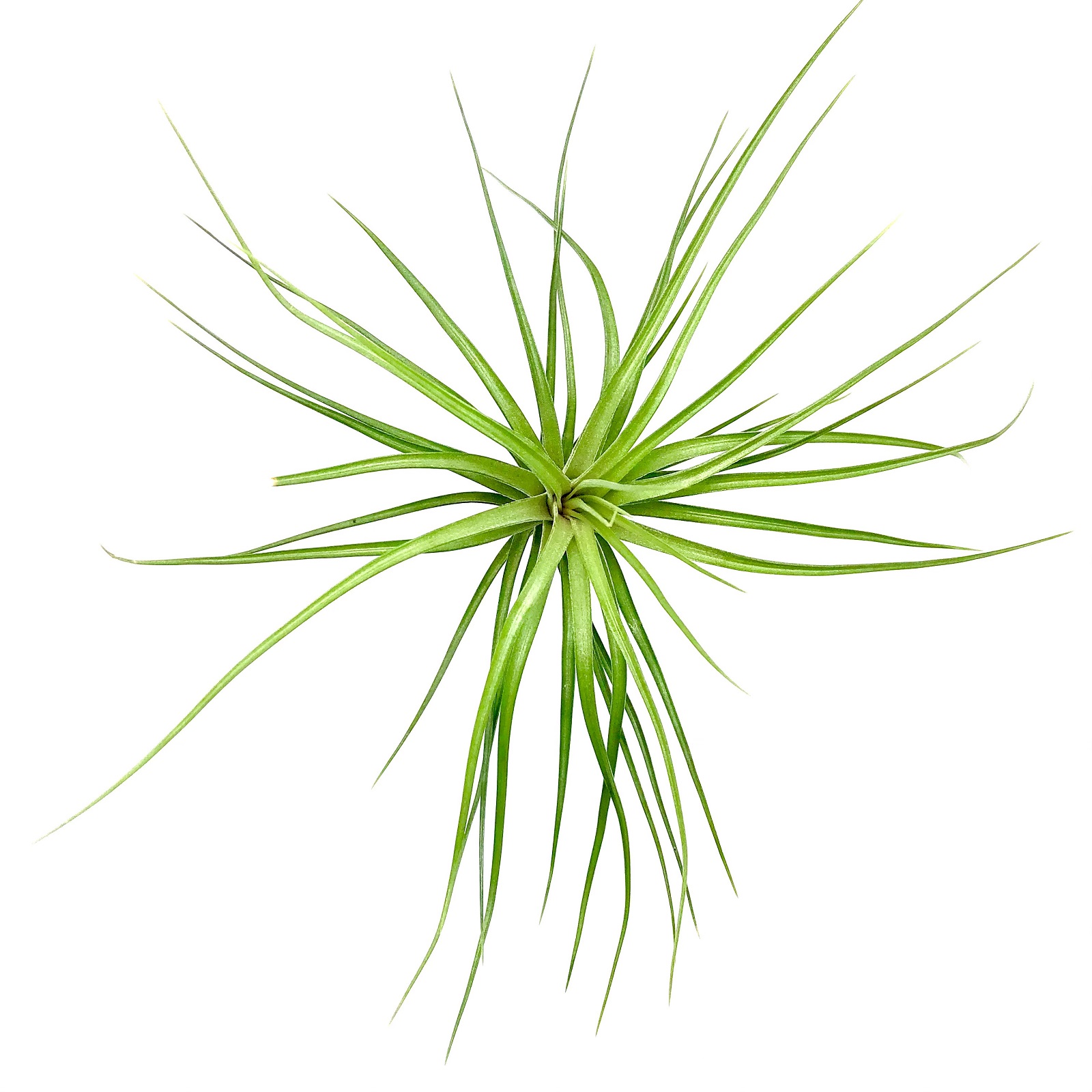 Tillandsia caulescens
