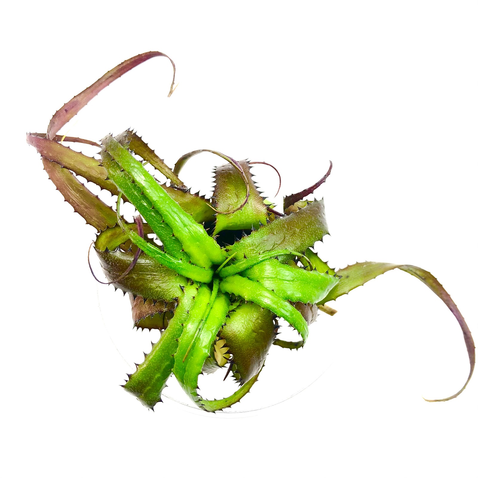 Neoregelia pendula Neoregelia pendula