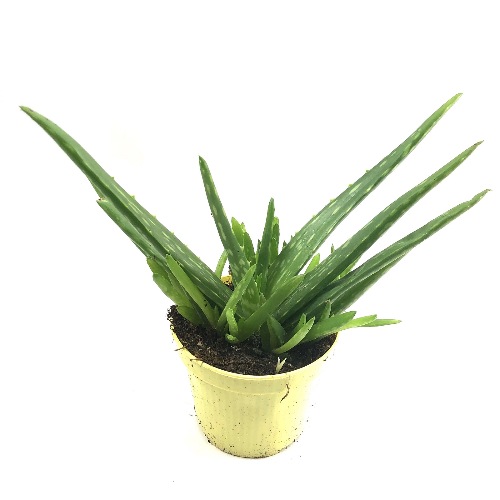 Aloe Vera Bio