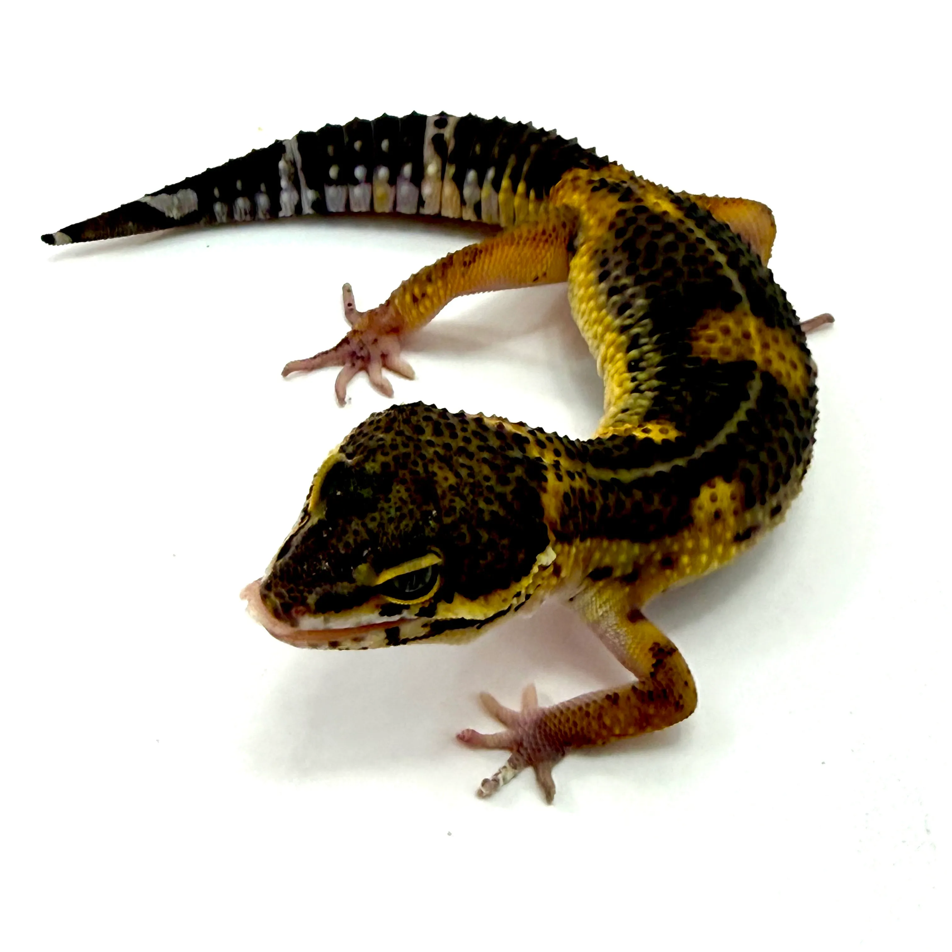 Black Night Mack Snow