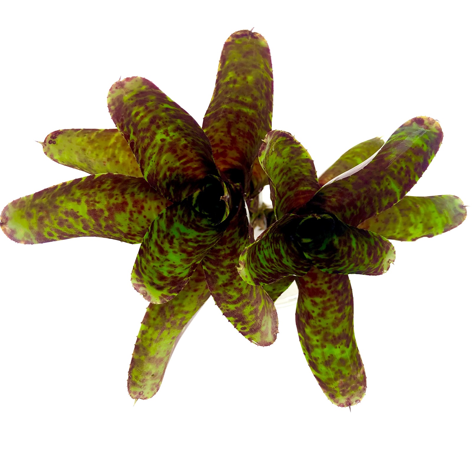 Neoregelia betty head