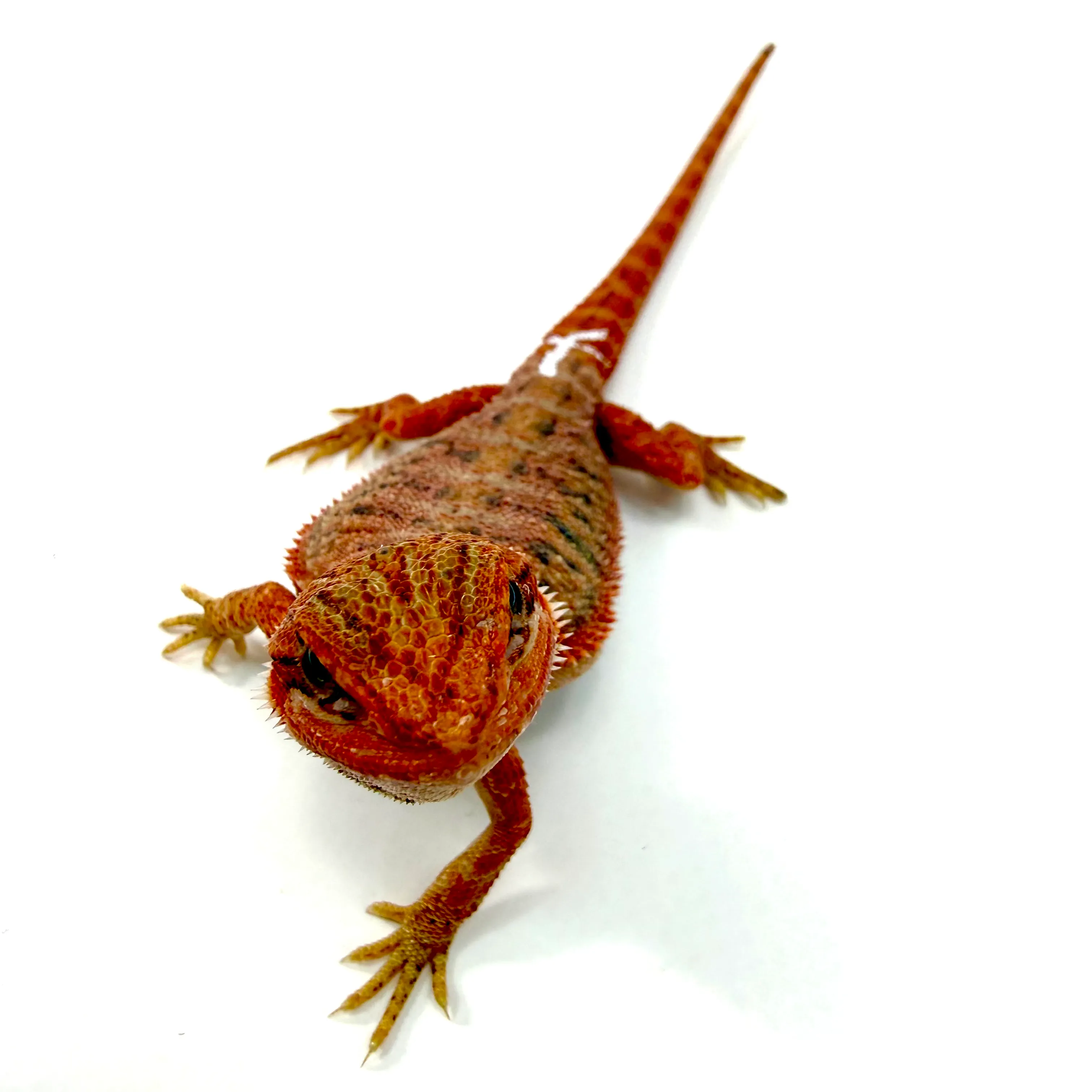 Hypo Translucent Cawley Super Red