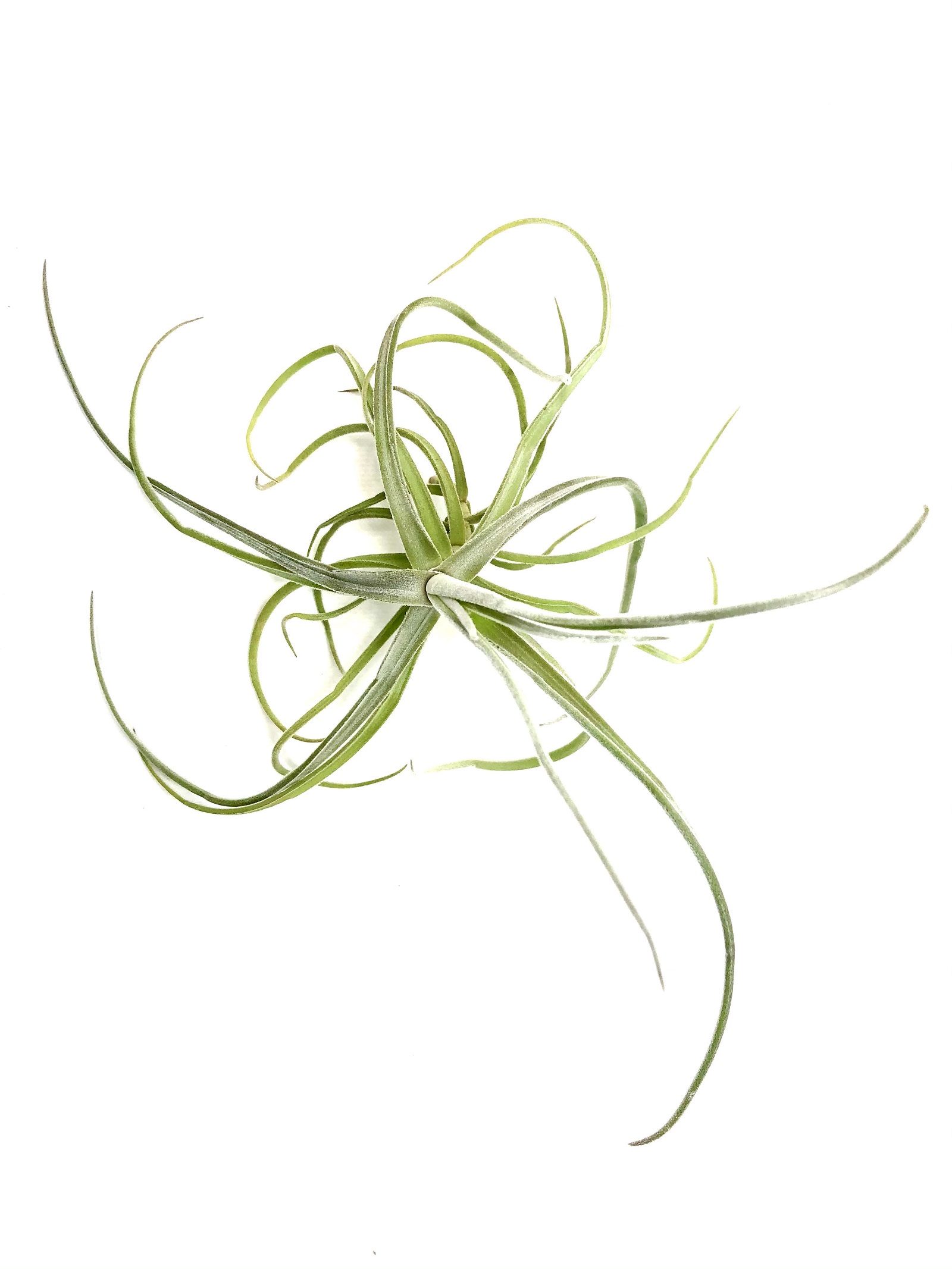 Tillandsia streptocarpa 