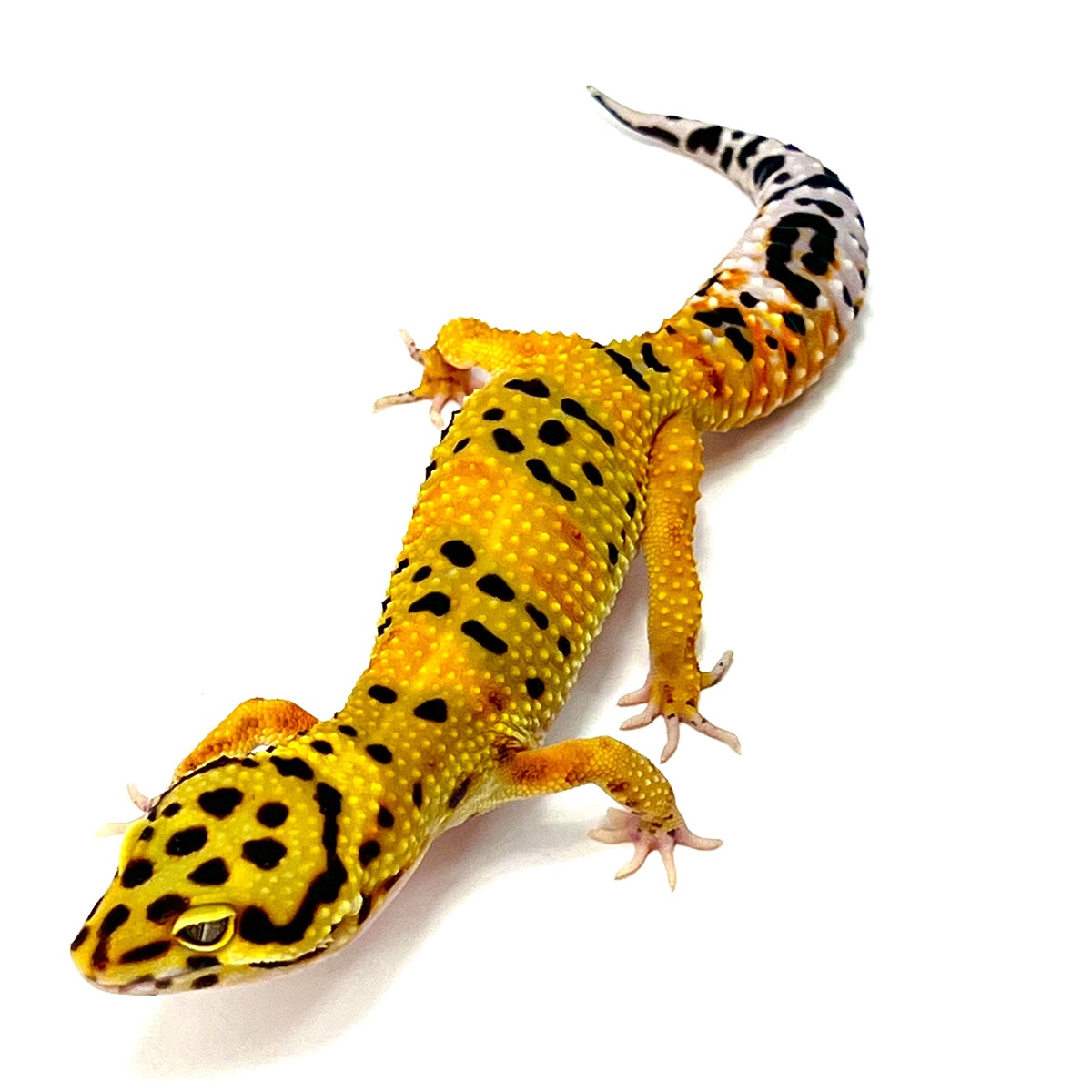 Giant Tangerine Leopardgecko