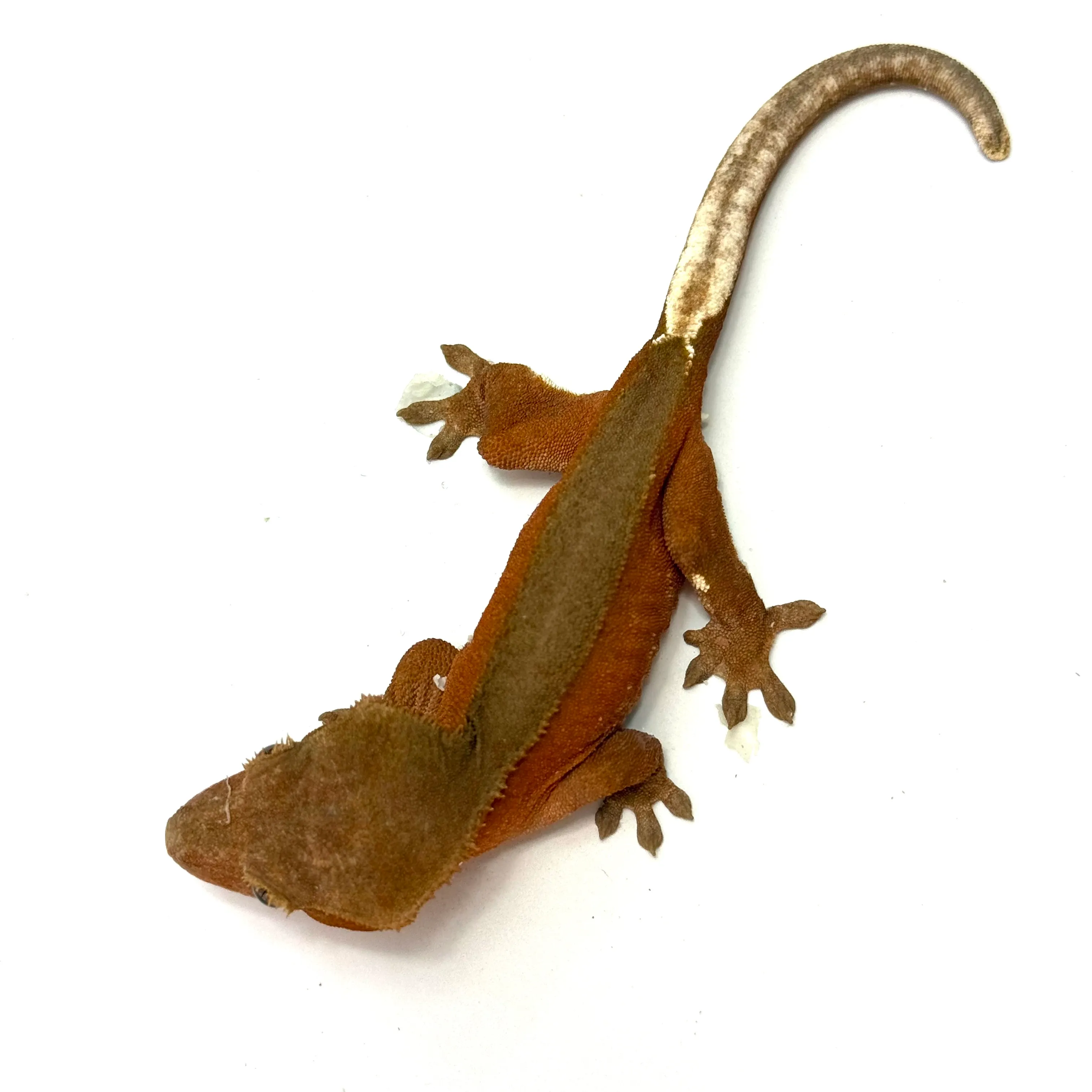 Red Bicolor Kronengecko