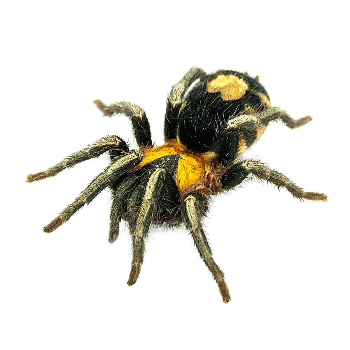 Cyriocosmus elegans