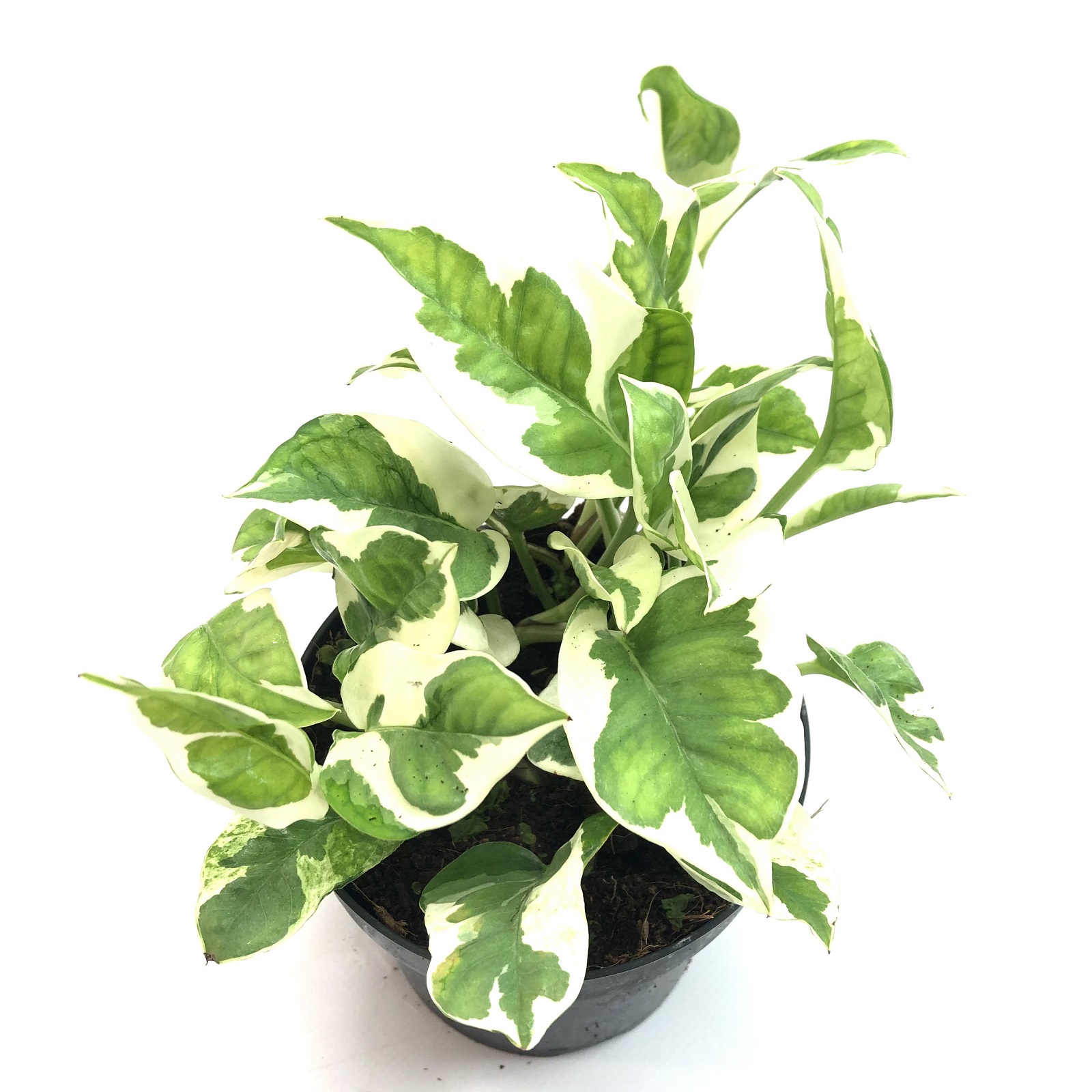 Epipremnum aureum variegata