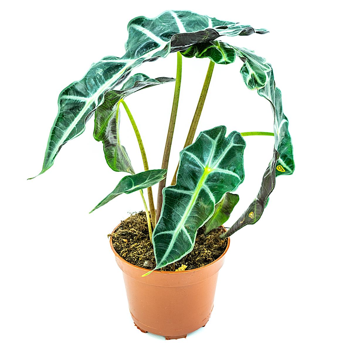 Alocasia polly