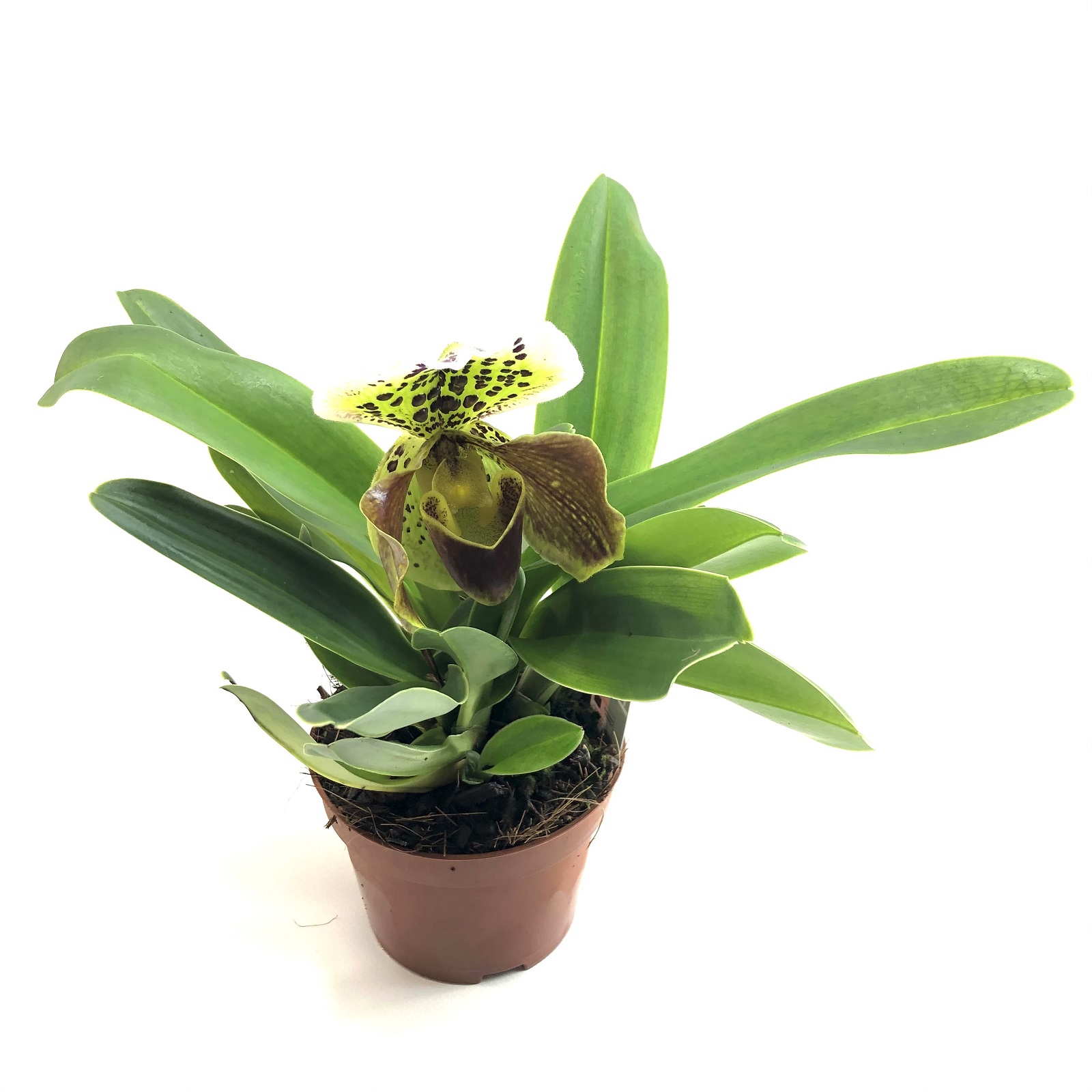 Paphiopedilum gratrixianum
