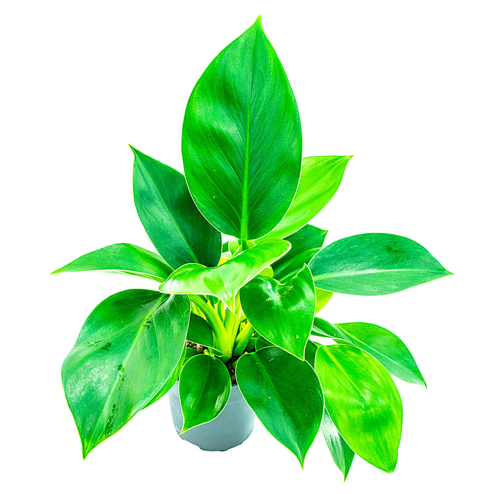 Philodendron Green Prinzess