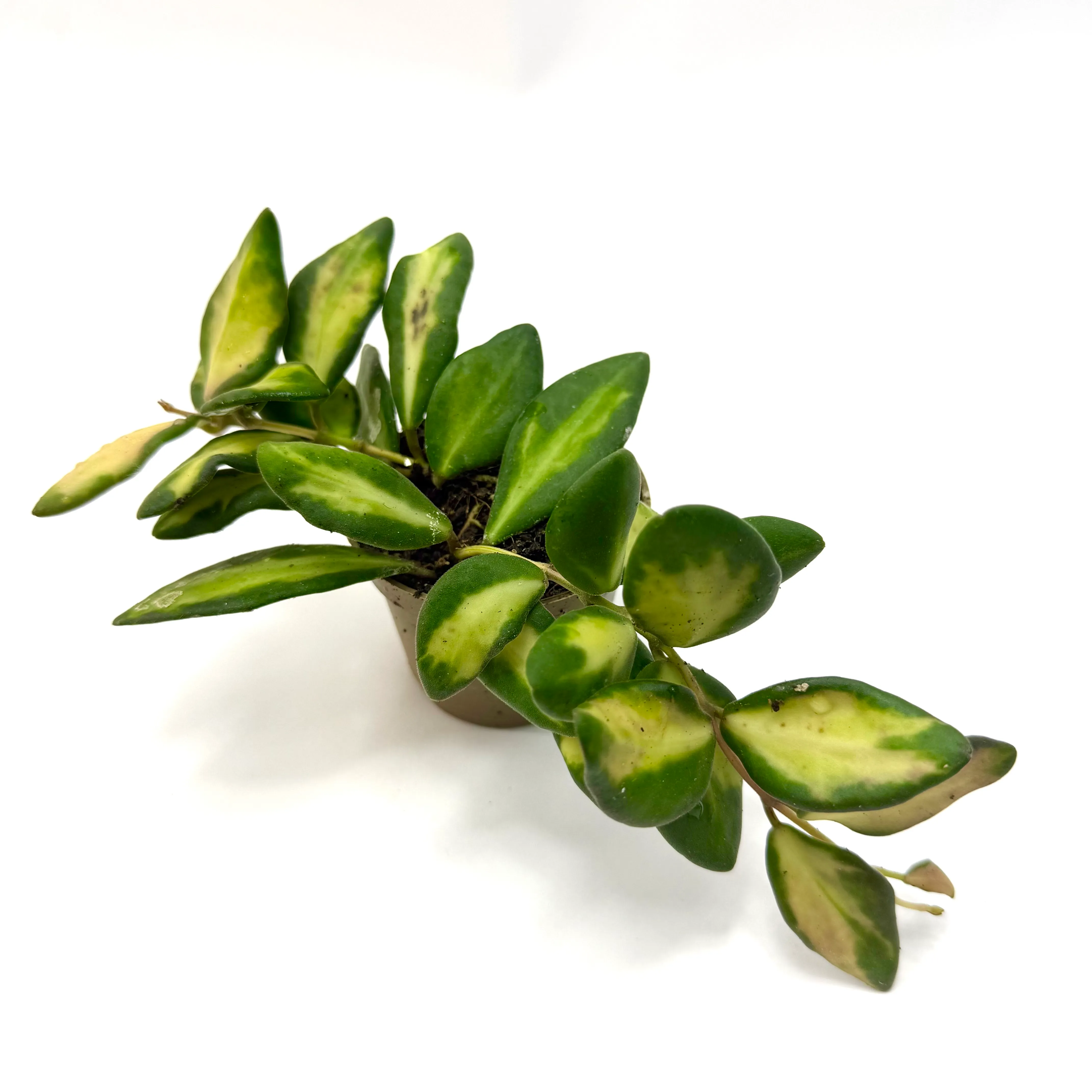 Hoya carnosa tricolor
