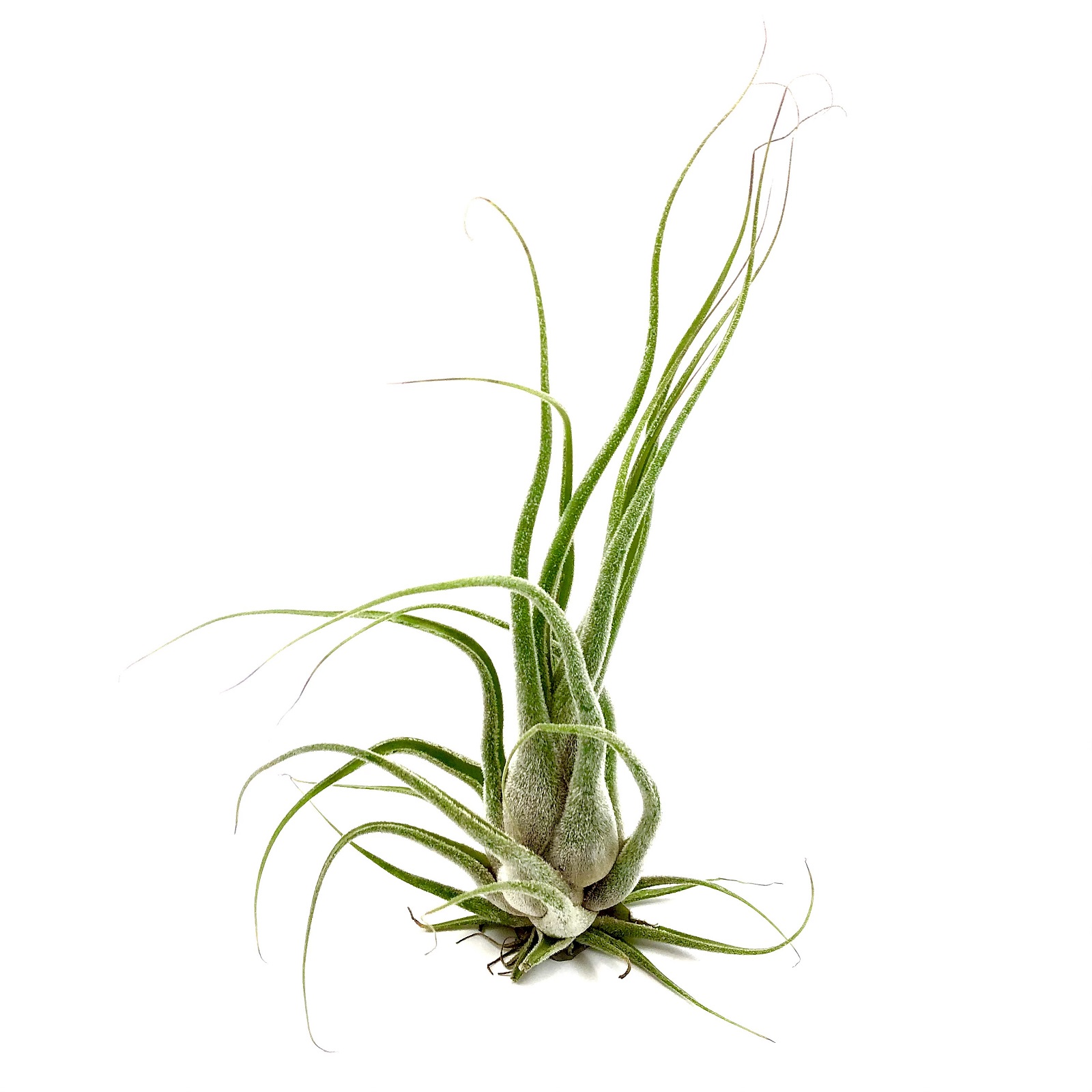 Tillandsia seleriana