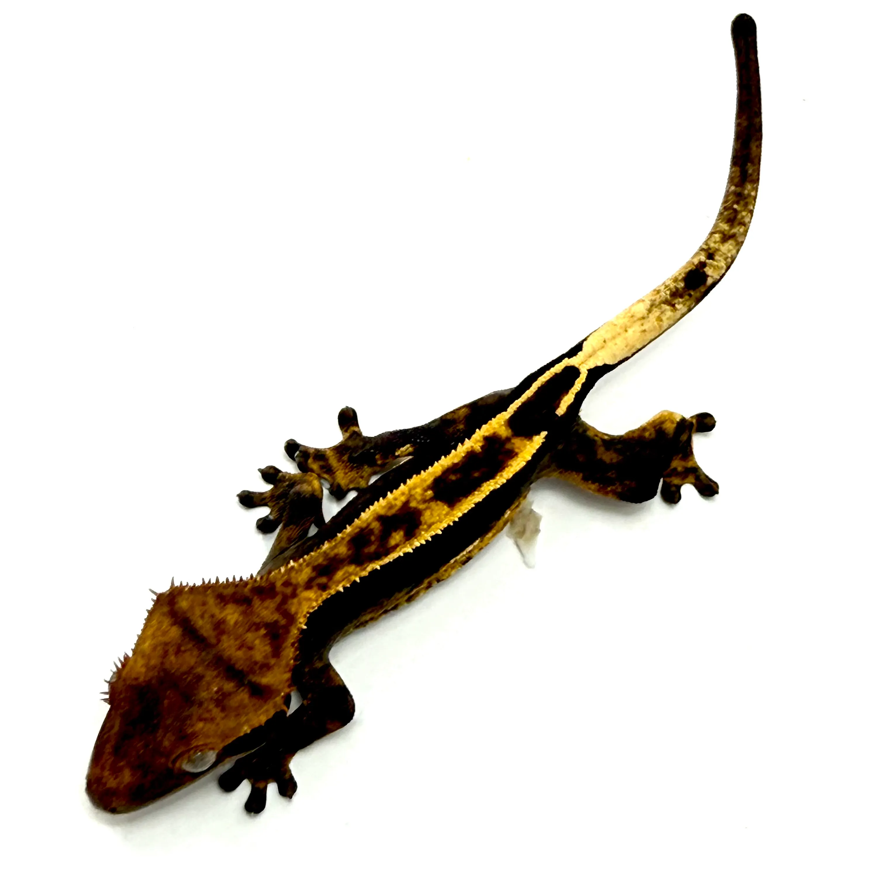Partial Pinstripe Flame Kronengecko
