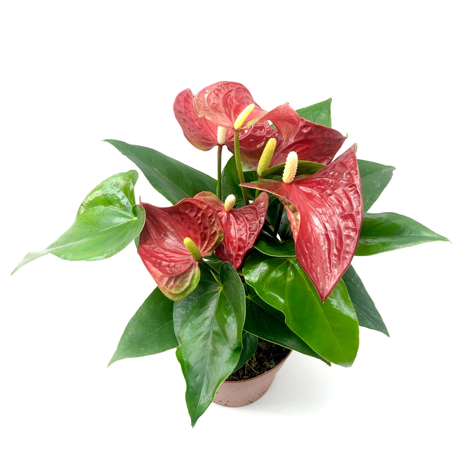 Anthurium die Flamingoblume