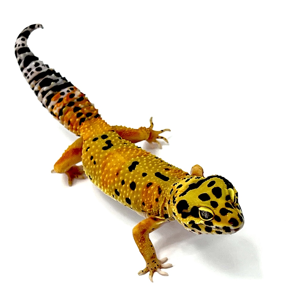 TangerineTornado Leopardgecko TangerineTornado Leopardgecko