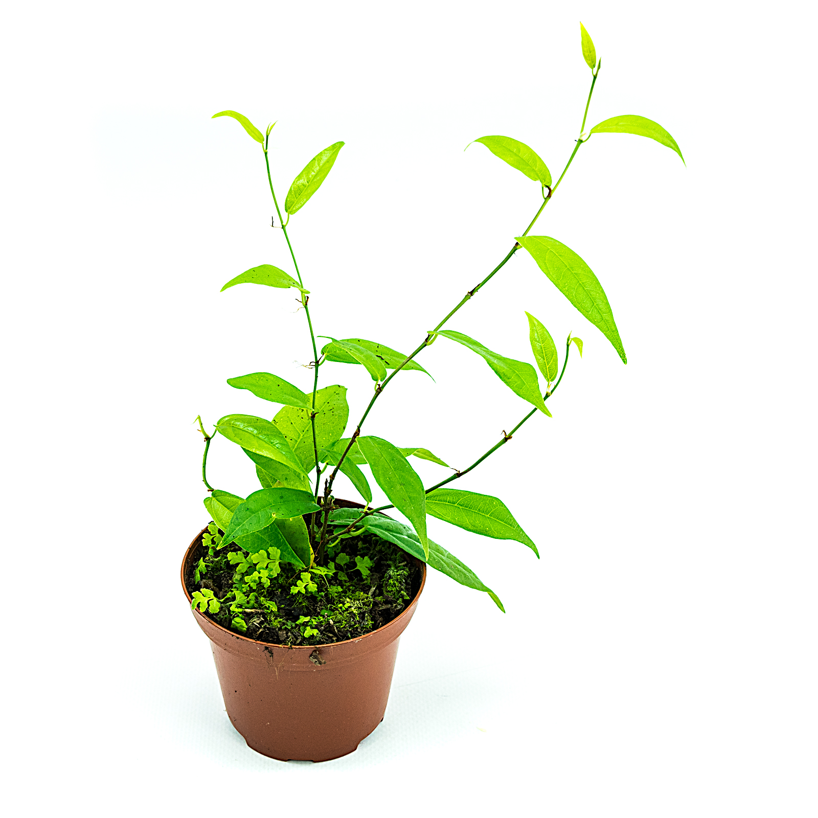 Ficus sagitatta