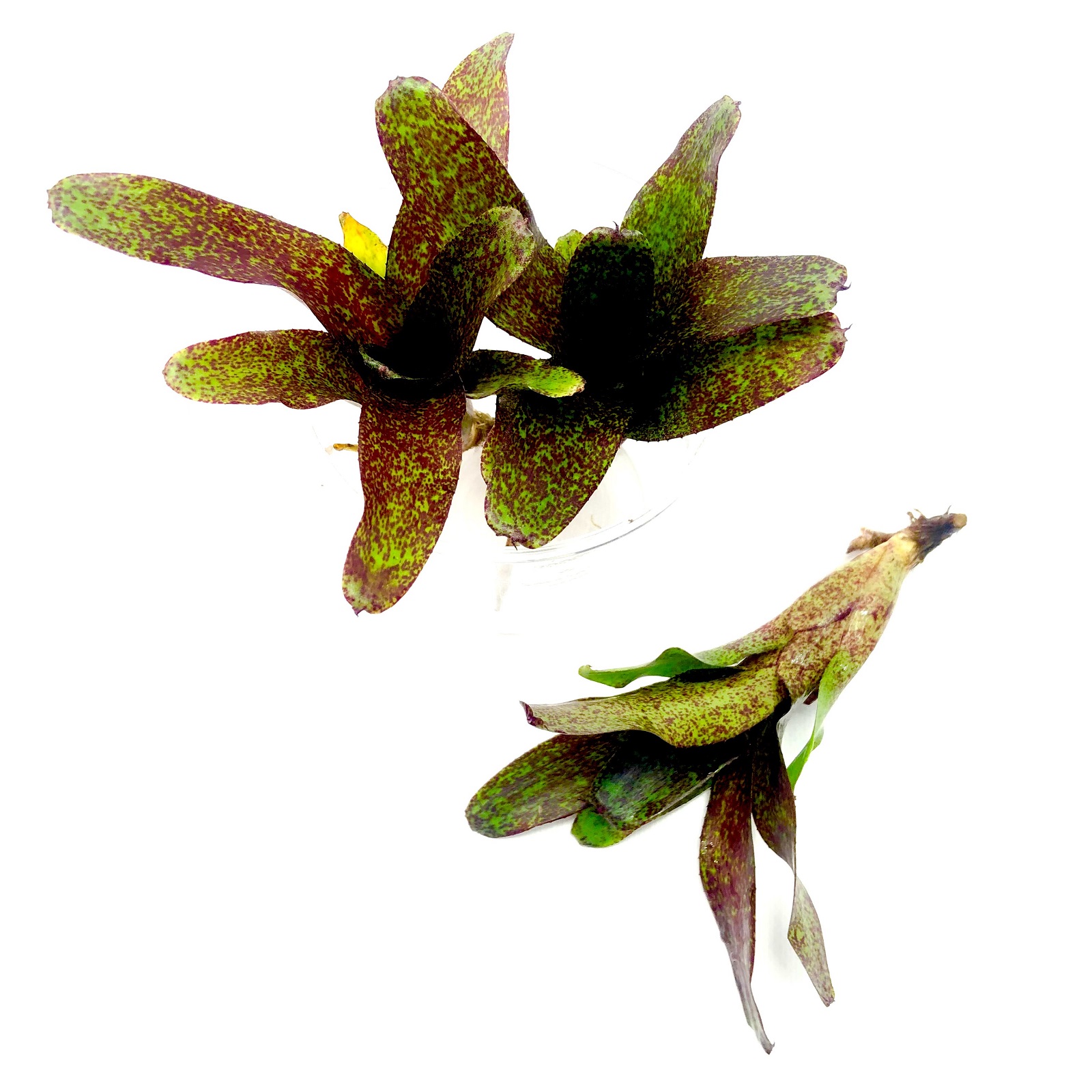 Neoregelia atlantis
