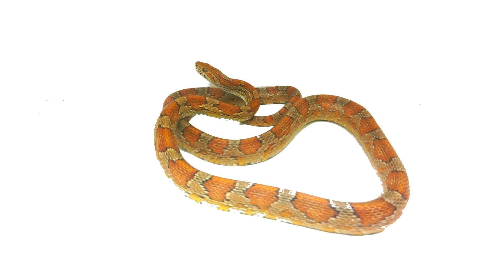 Pantherophis guttatus Classic Kornnatter