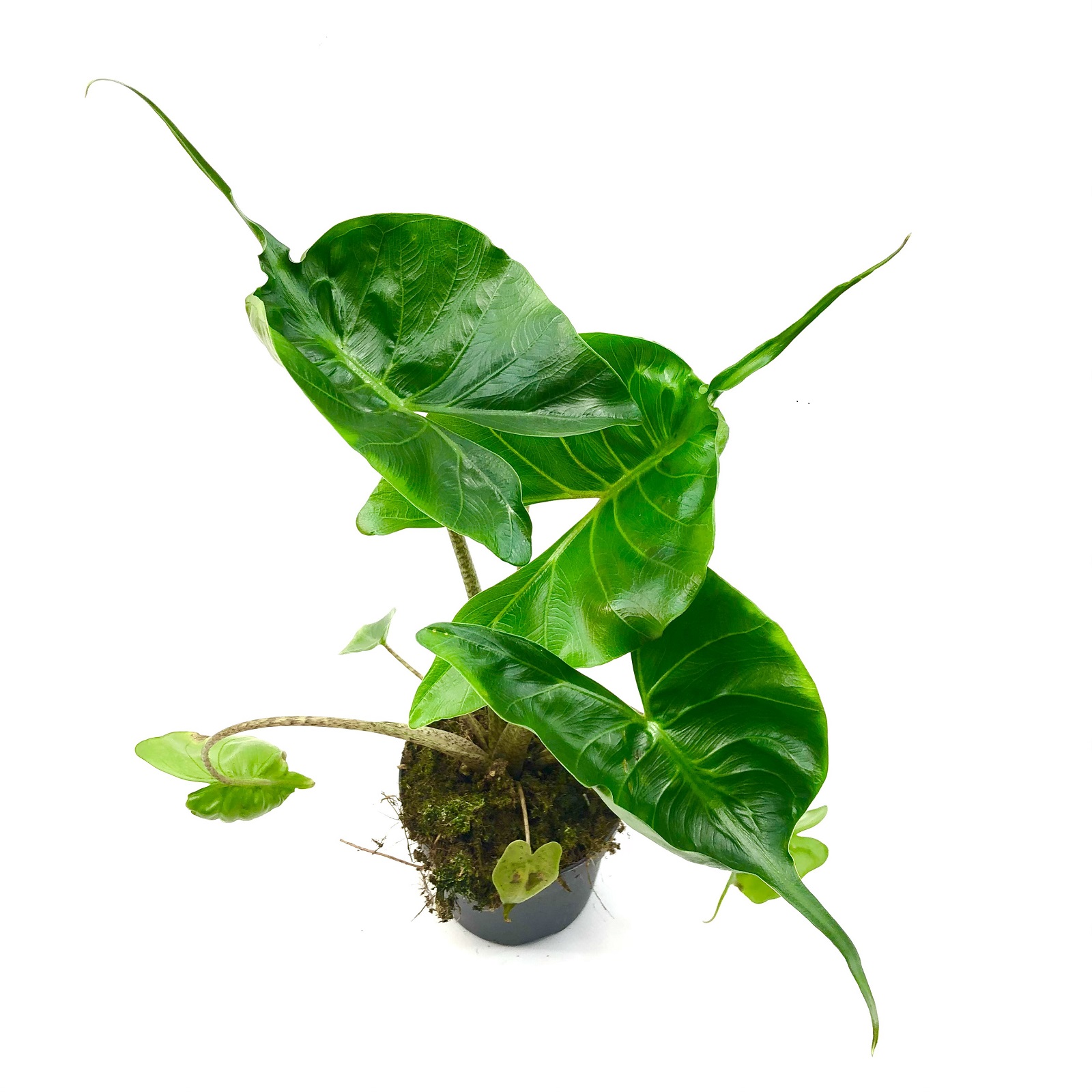 Alocasia Stingray