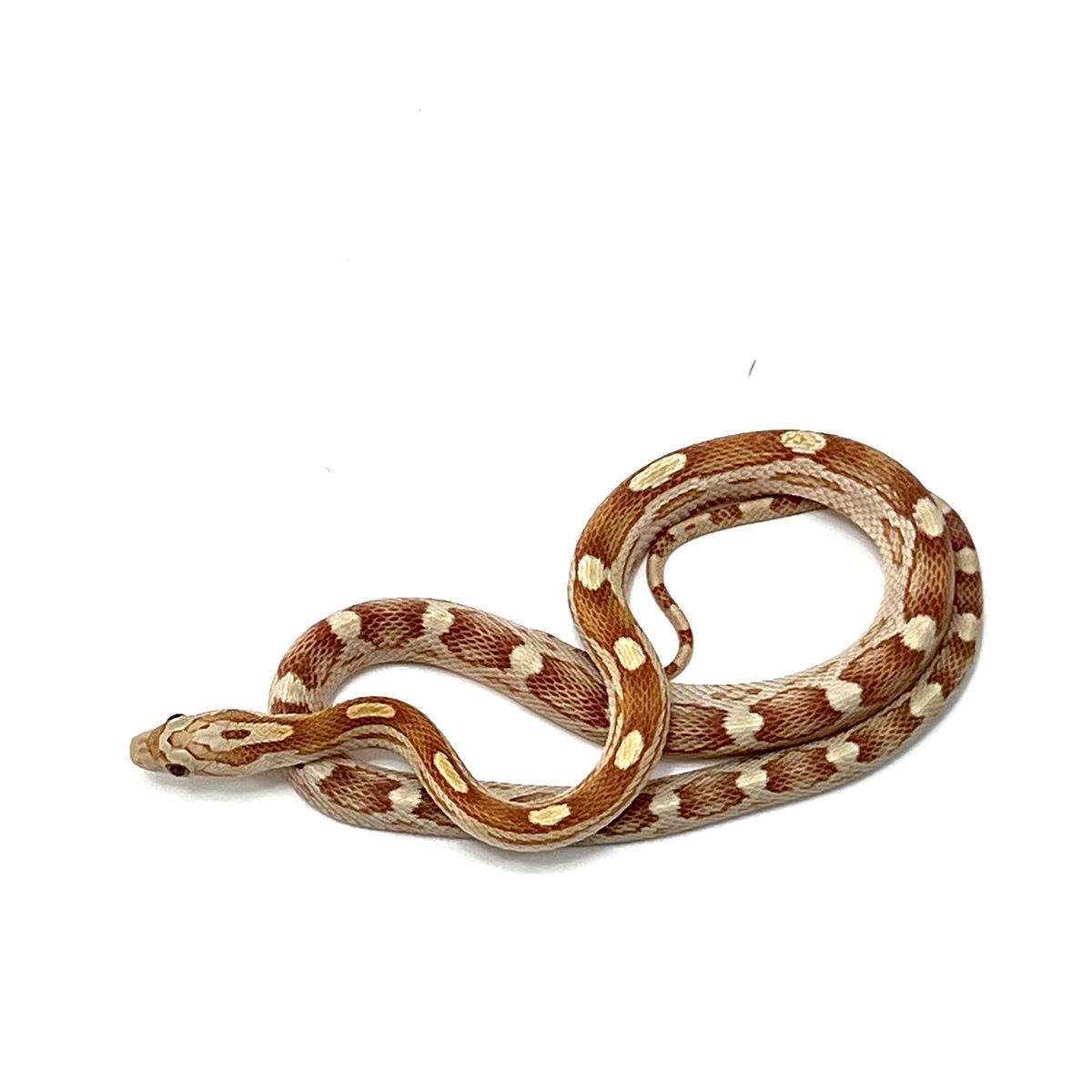 Pantherophis guttatus Albino Bloodred