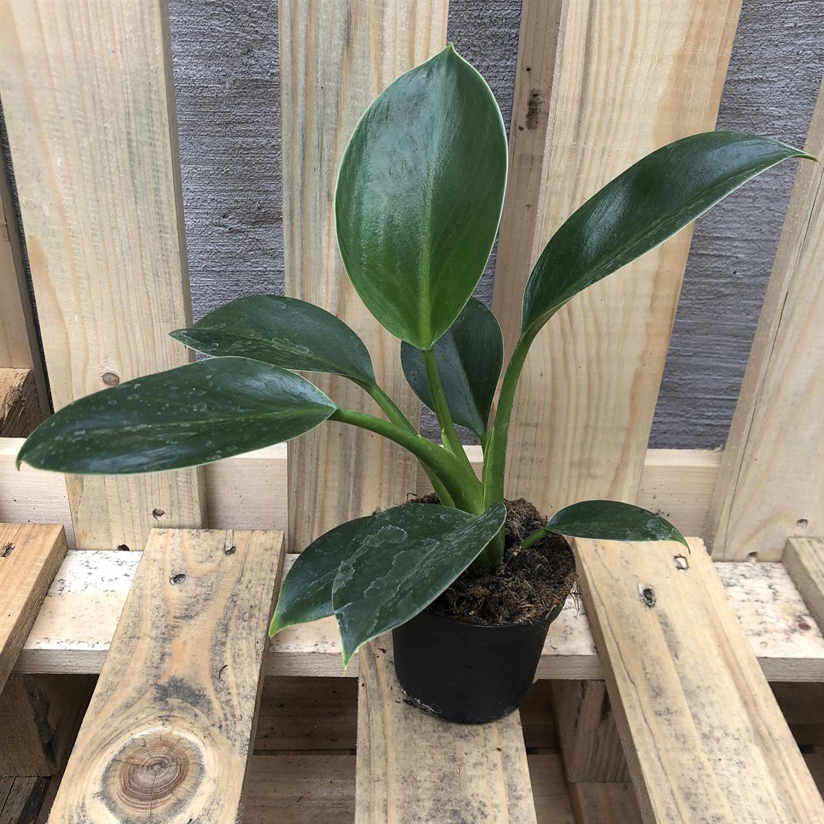 Philodendron princess