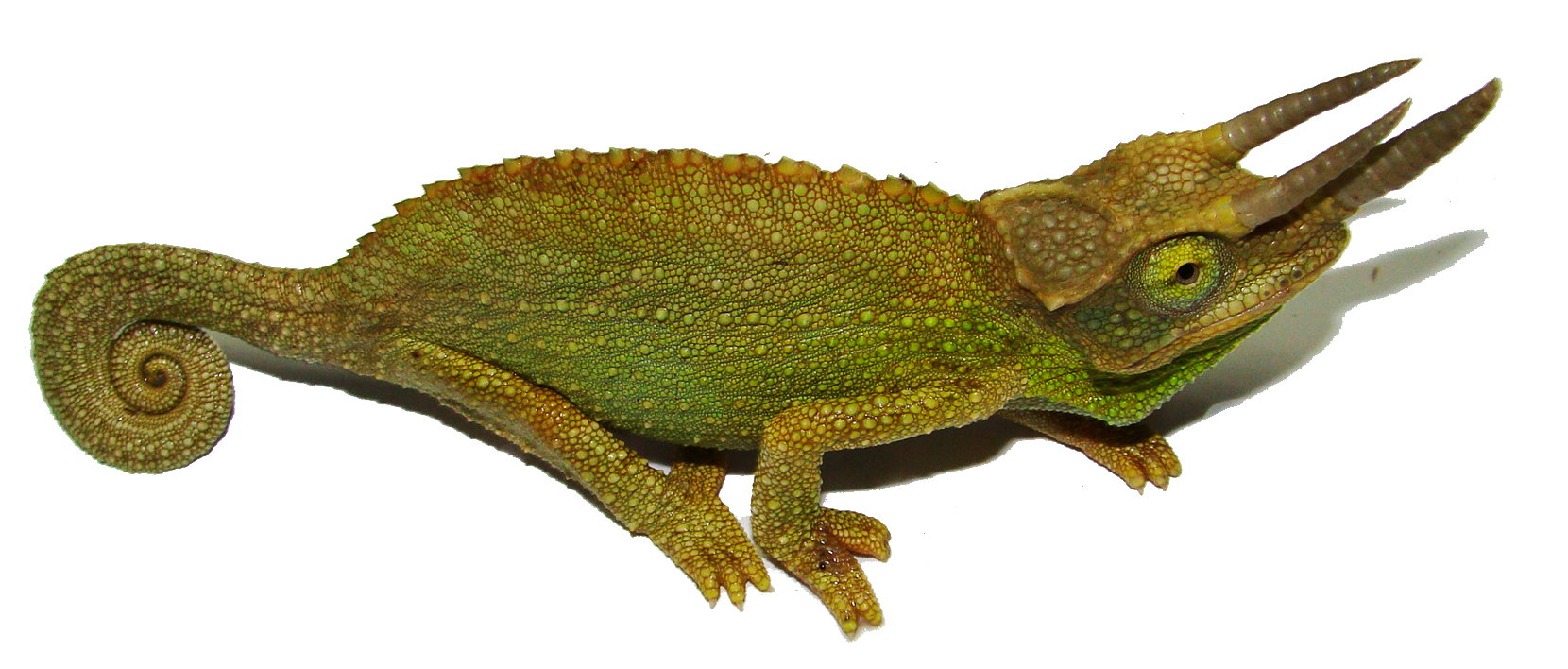 Trioceros jacksonii xantholophus Dreihornchamäleon