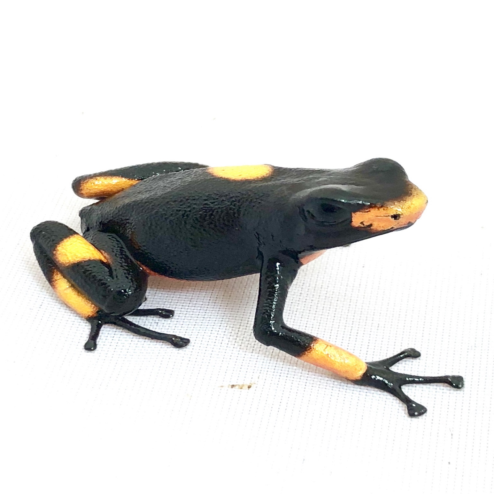 Oophaga histrionica