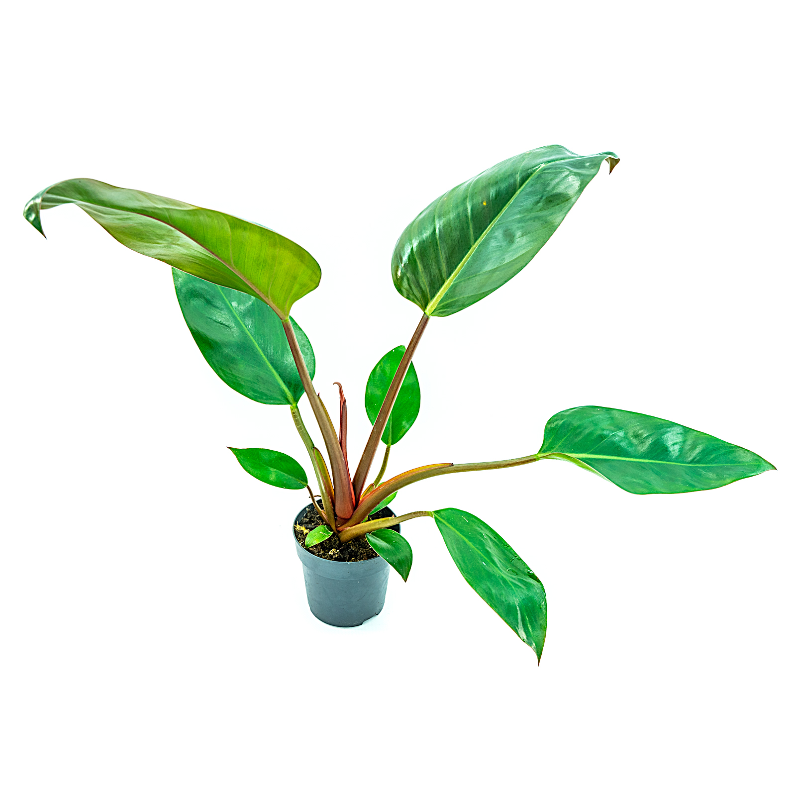 Philodendron rojo