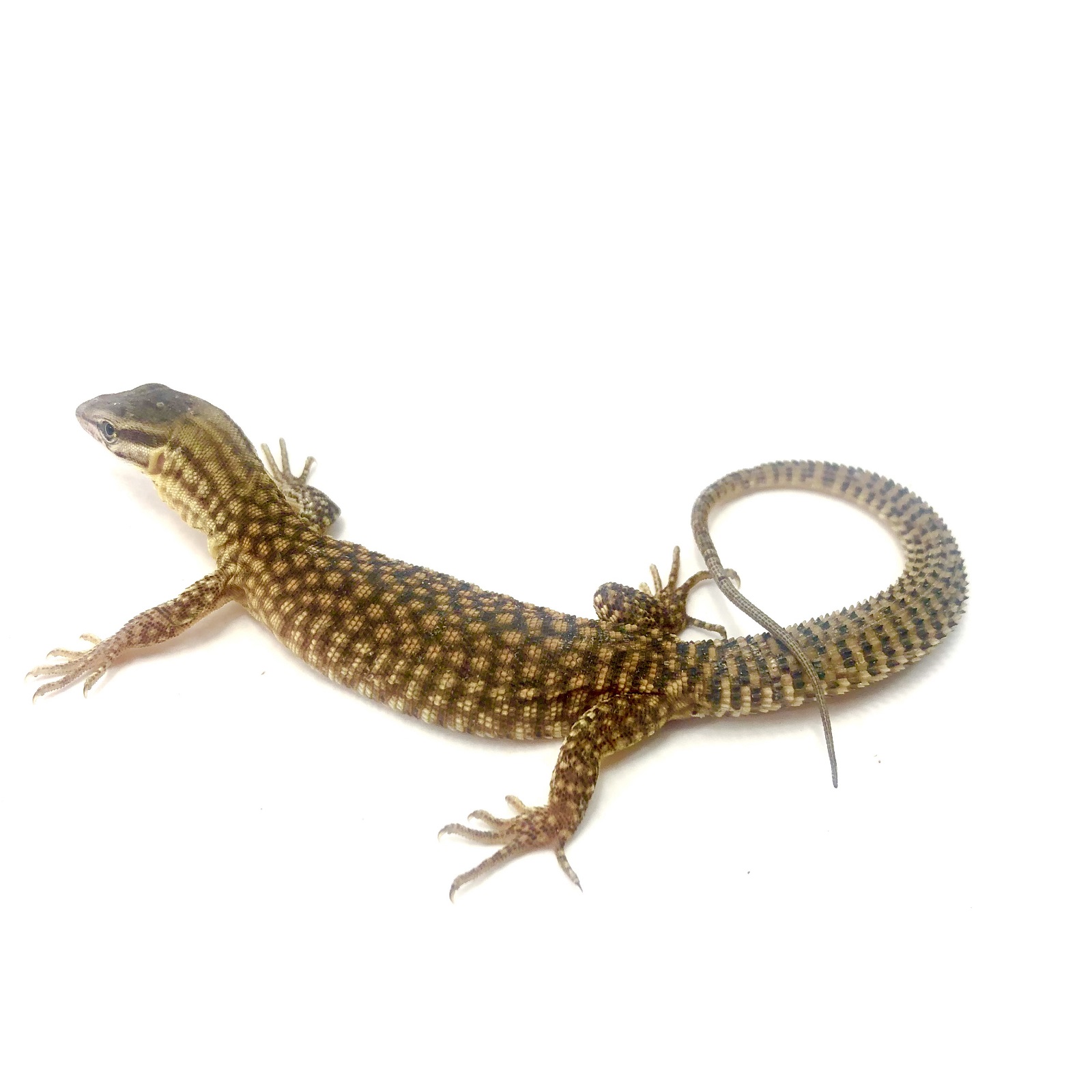 Stachelschwanzwaran Varanus acanthurus