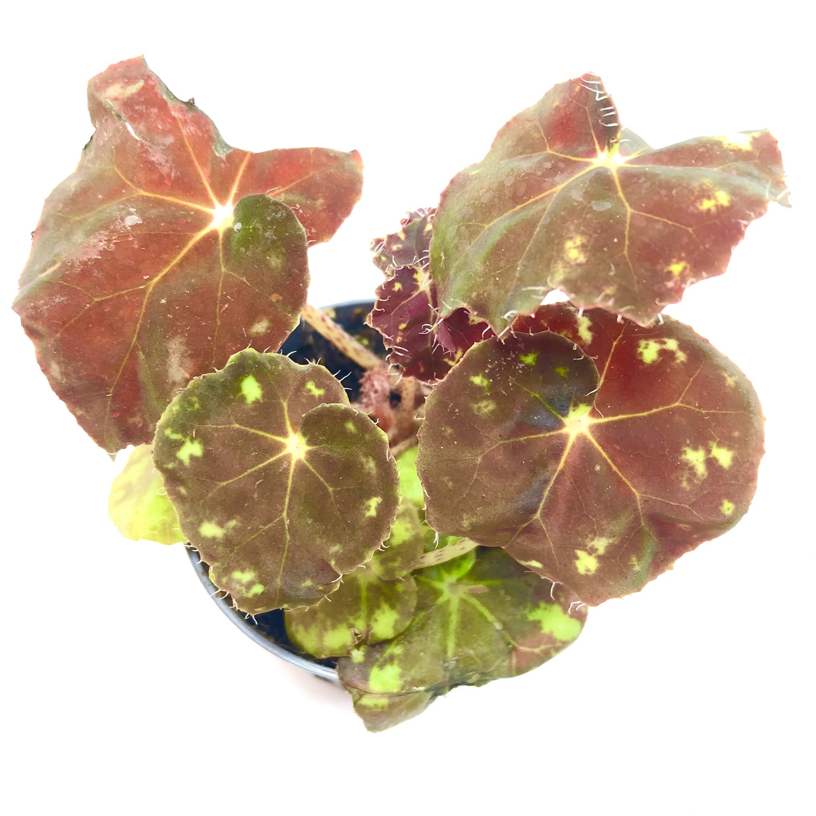 Begonia boweri