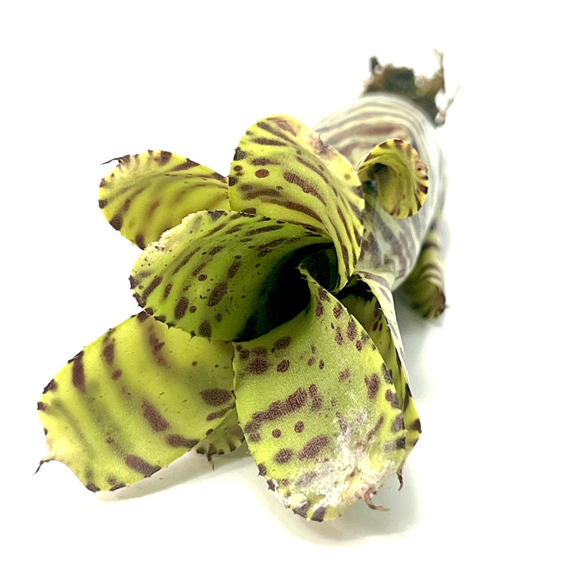 Neoregelia zotica