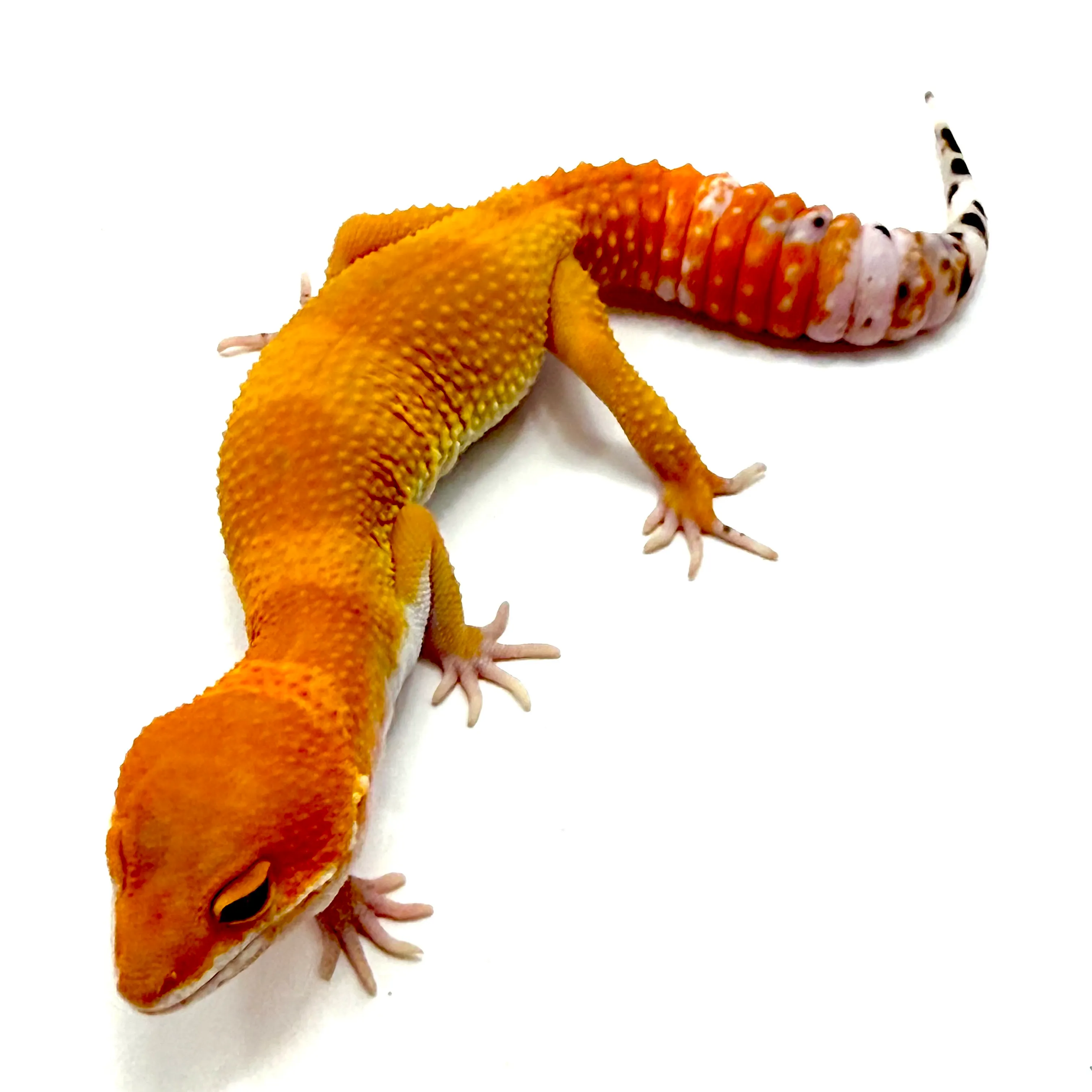 Tornado Tangerine Leopardgecko