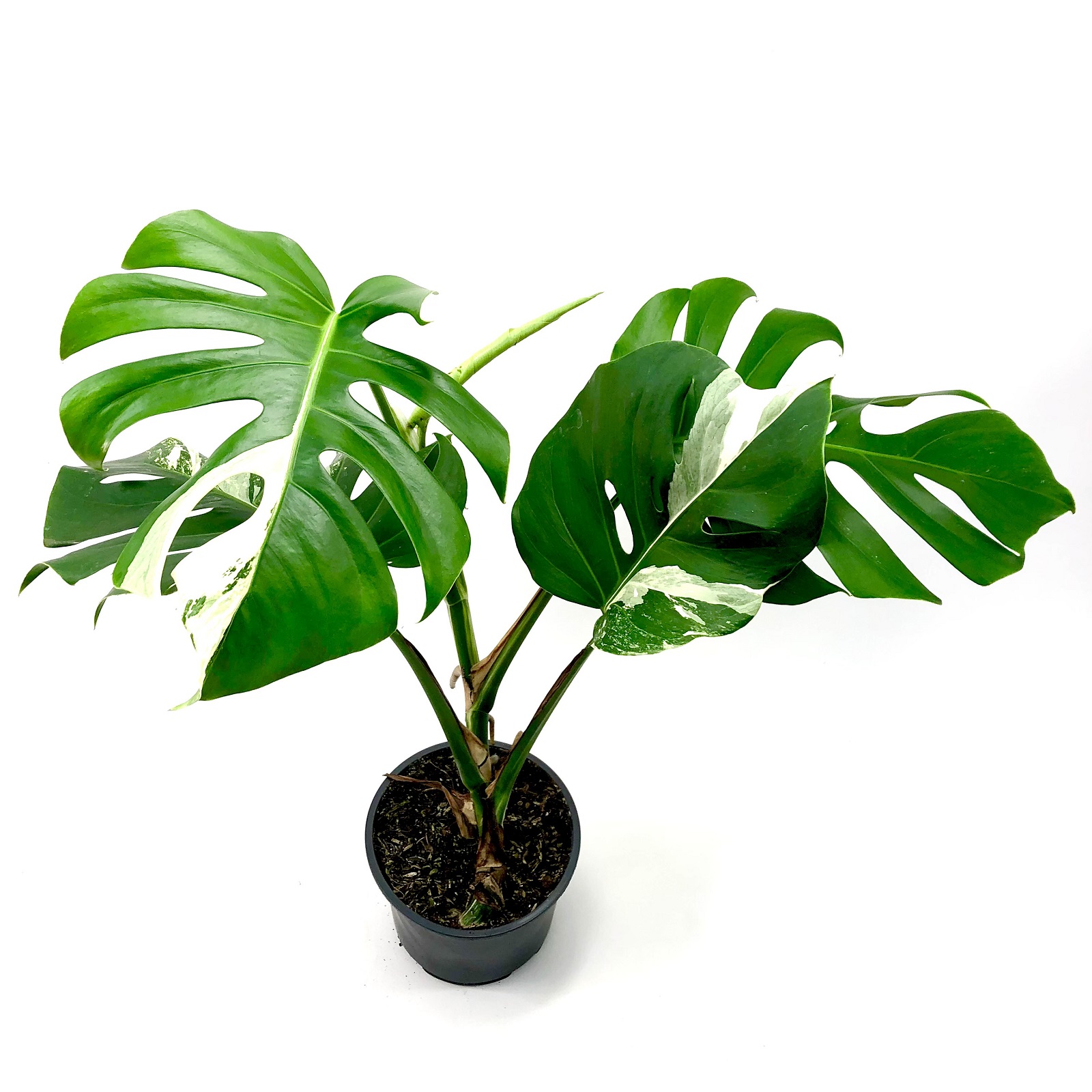 Monstera deliciosa variegata 3 Blätter