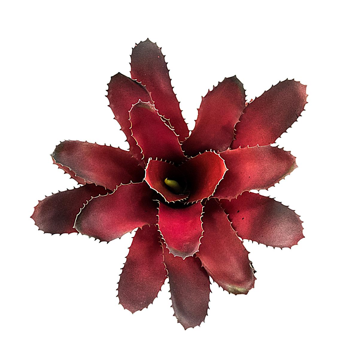 Bromelie Terrarienpflanzen Fireball