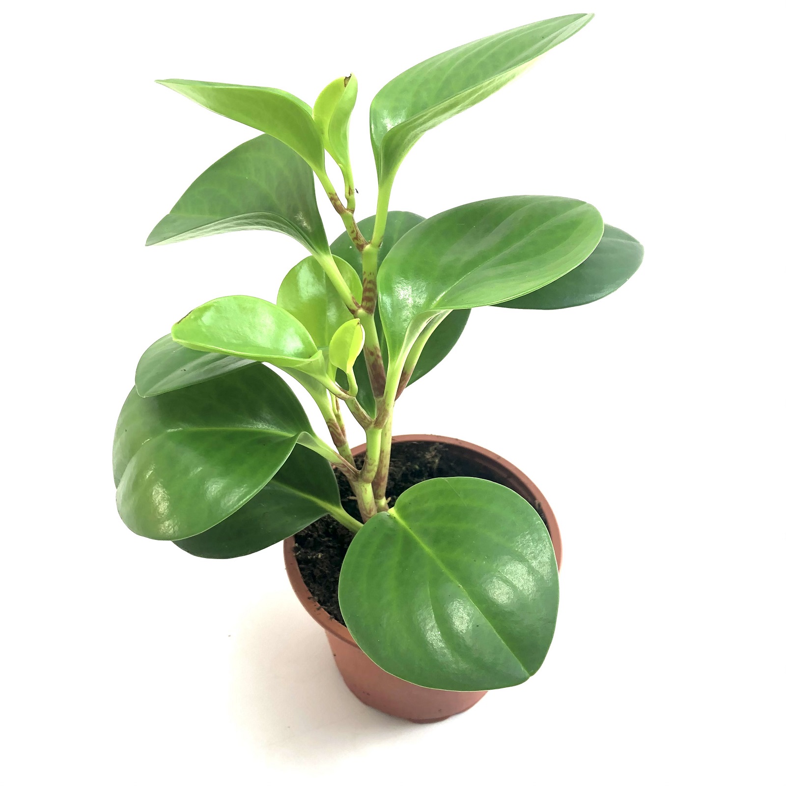 Peperomia obtusifolia
