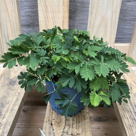 Mimosa