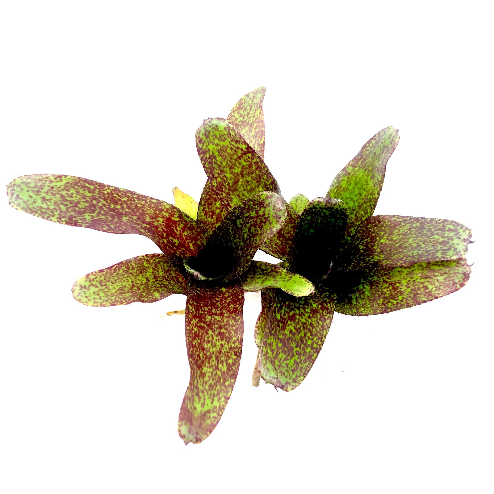 Neoregelia atlantis