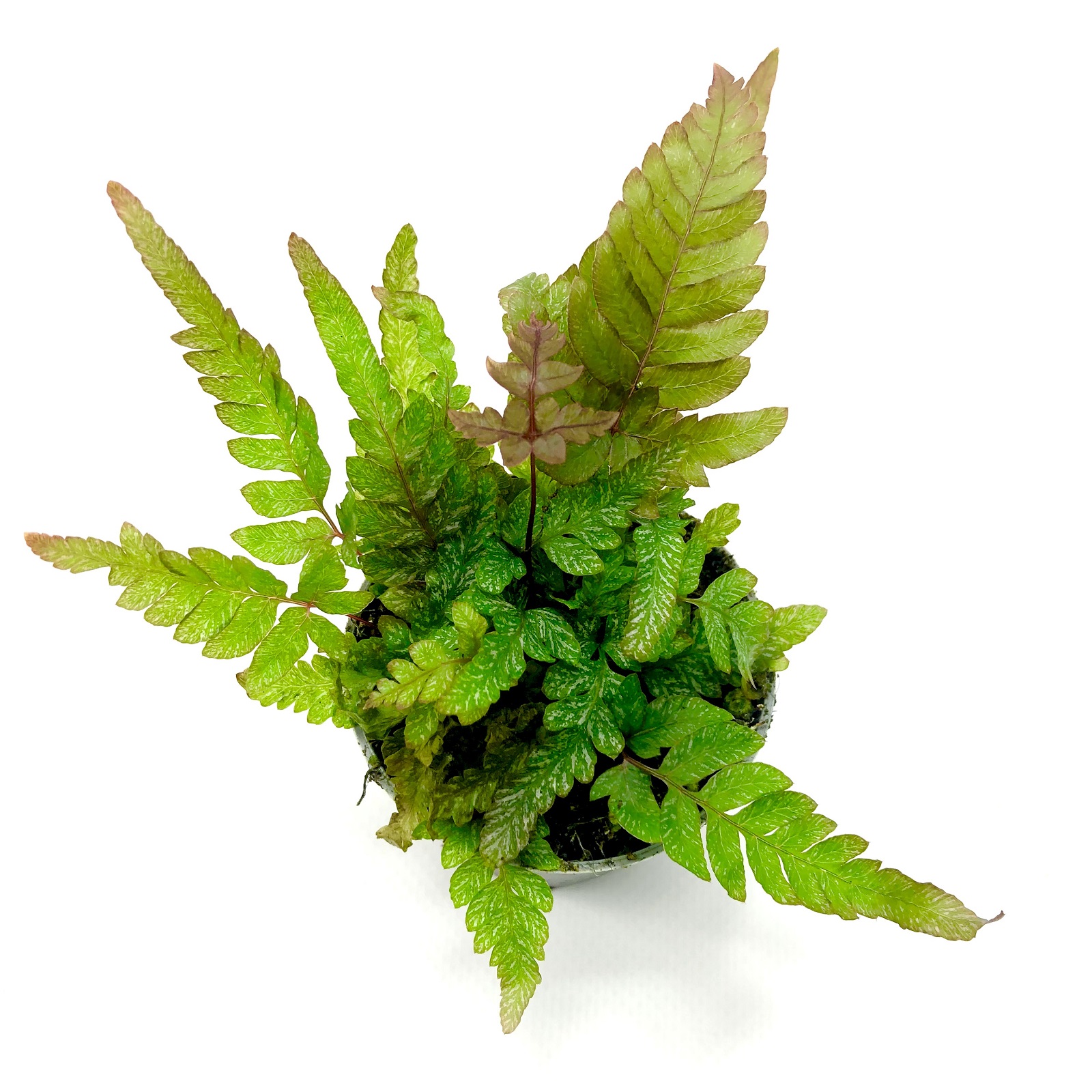 Pteris tricolor