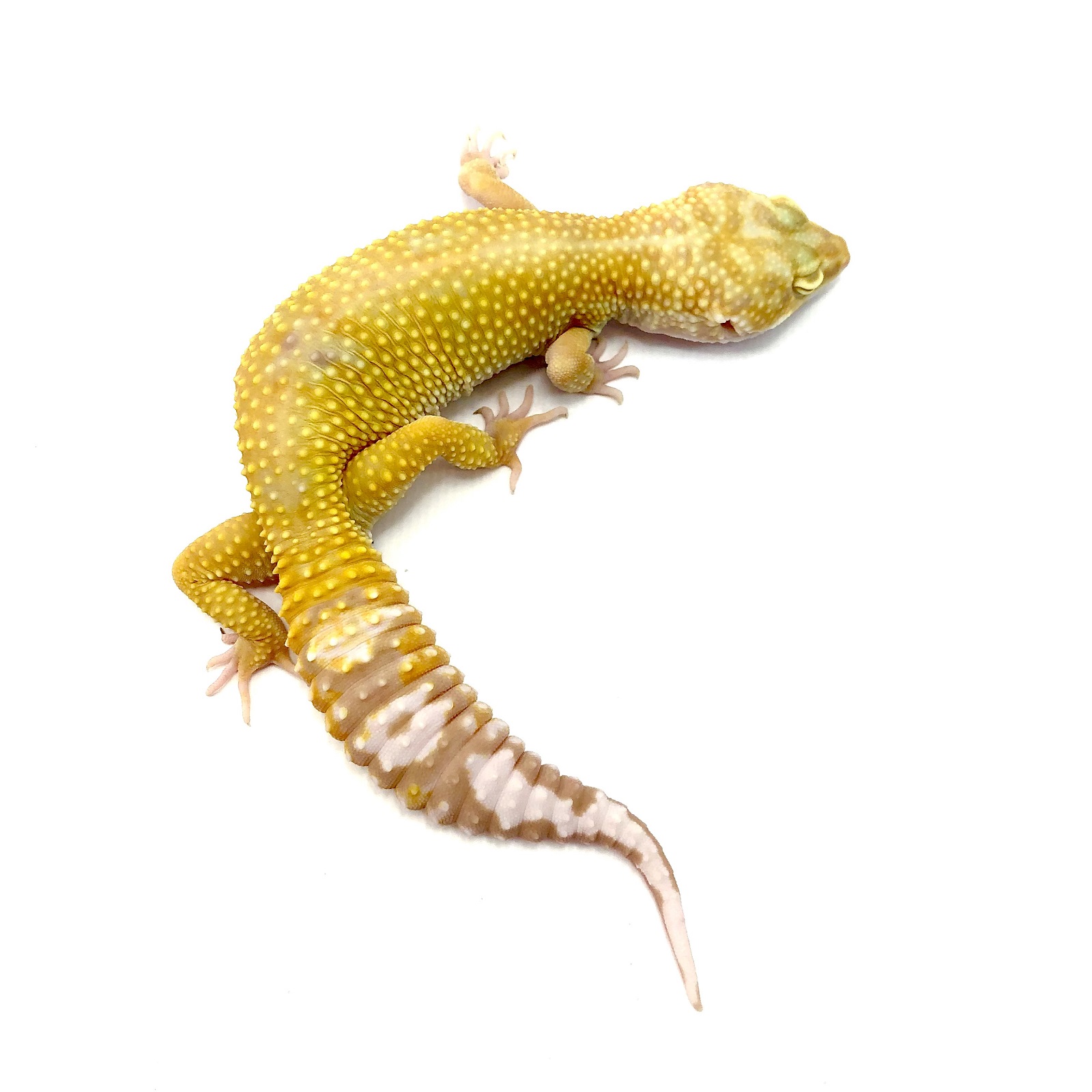 Leopardgecko Albino Mandarin Tangerine Leopardgecko Albino Mandarin Tangerine