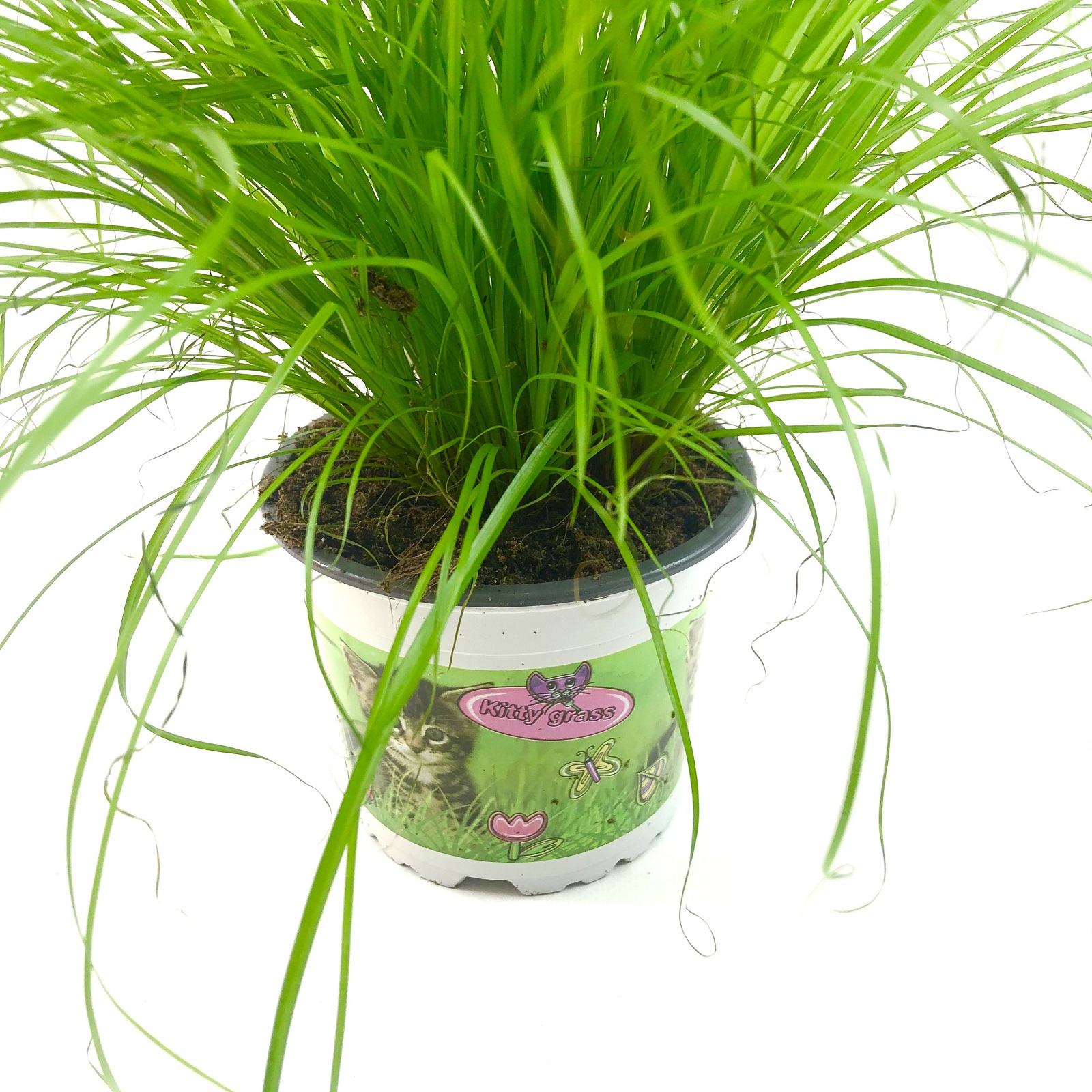 Kitty Grass A. cyperus