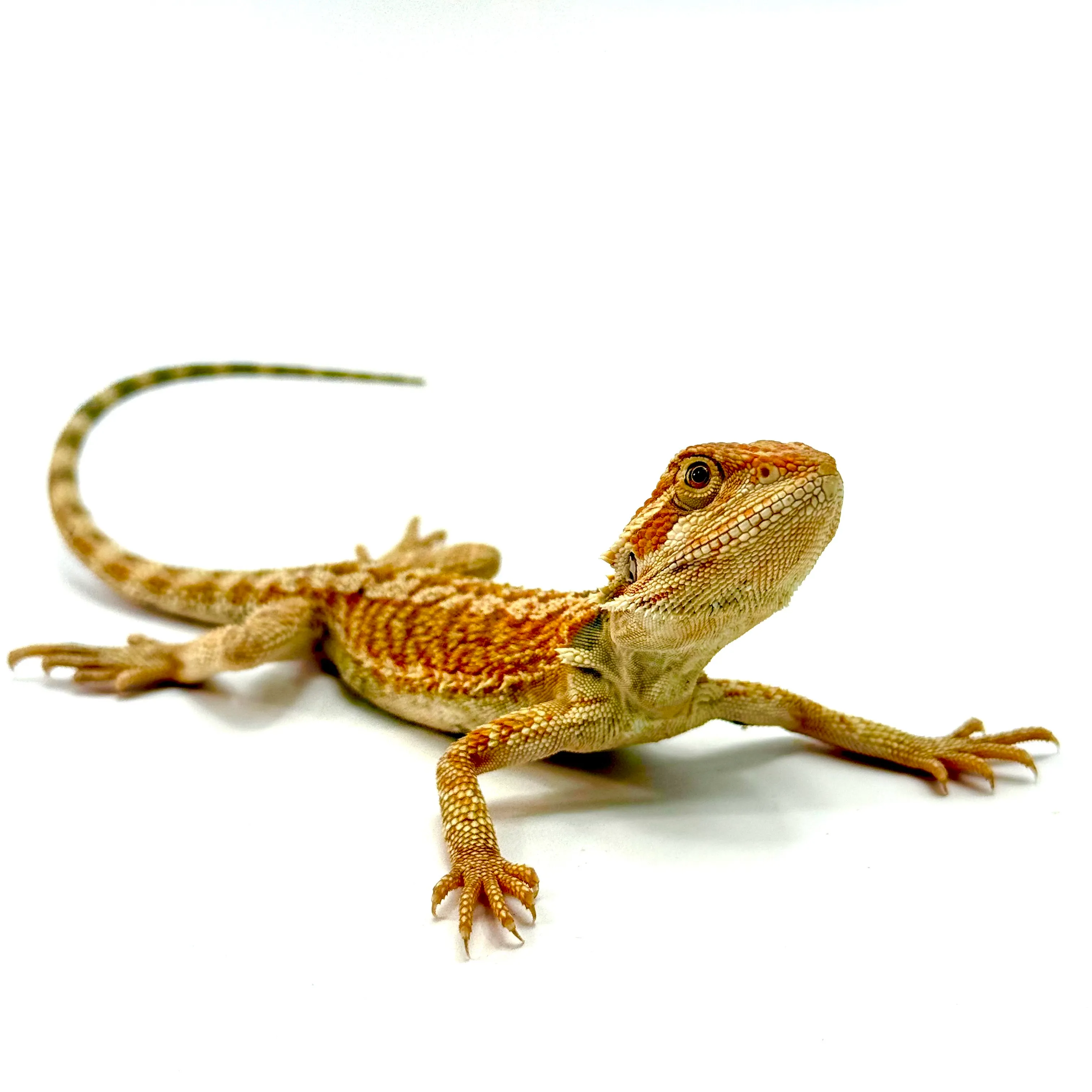 Cawley Red P. vitticeps