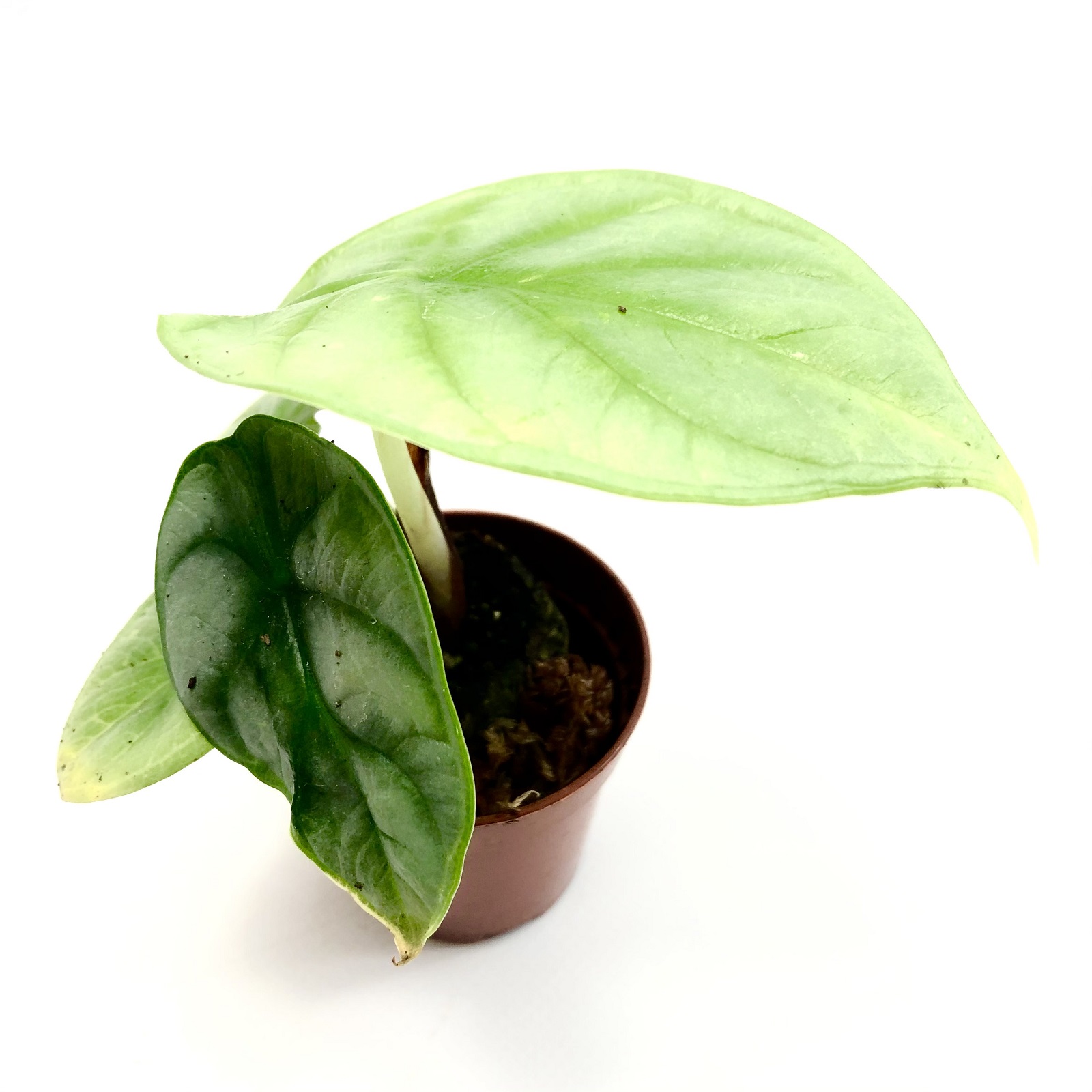 Alocasia Silver Dragon