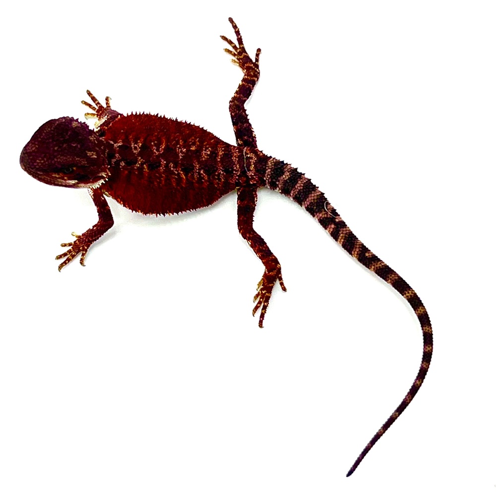 German Red Monster Bartagame Weibchen #2 / 15 cm