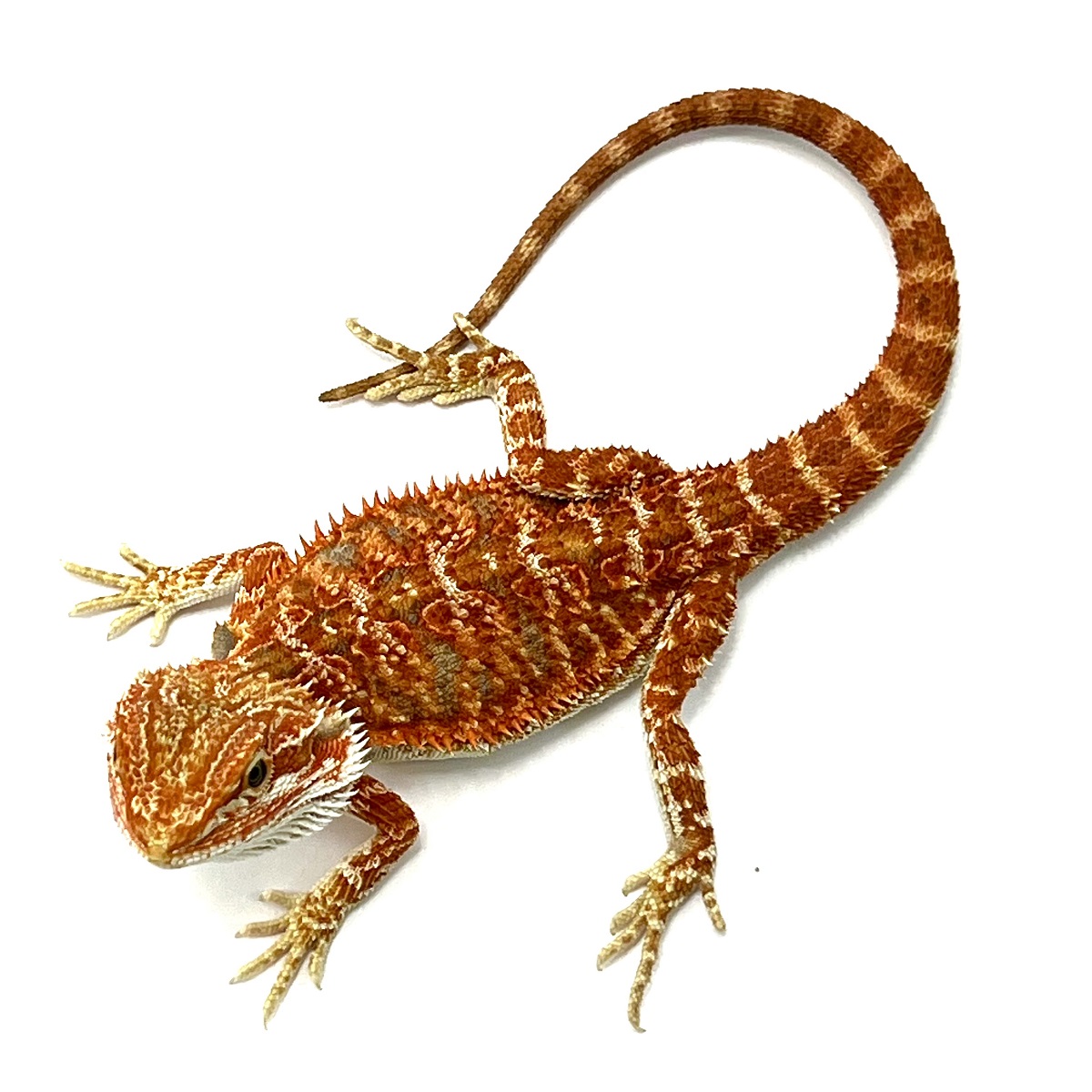 Hypo Super Extreme Red Bartagame