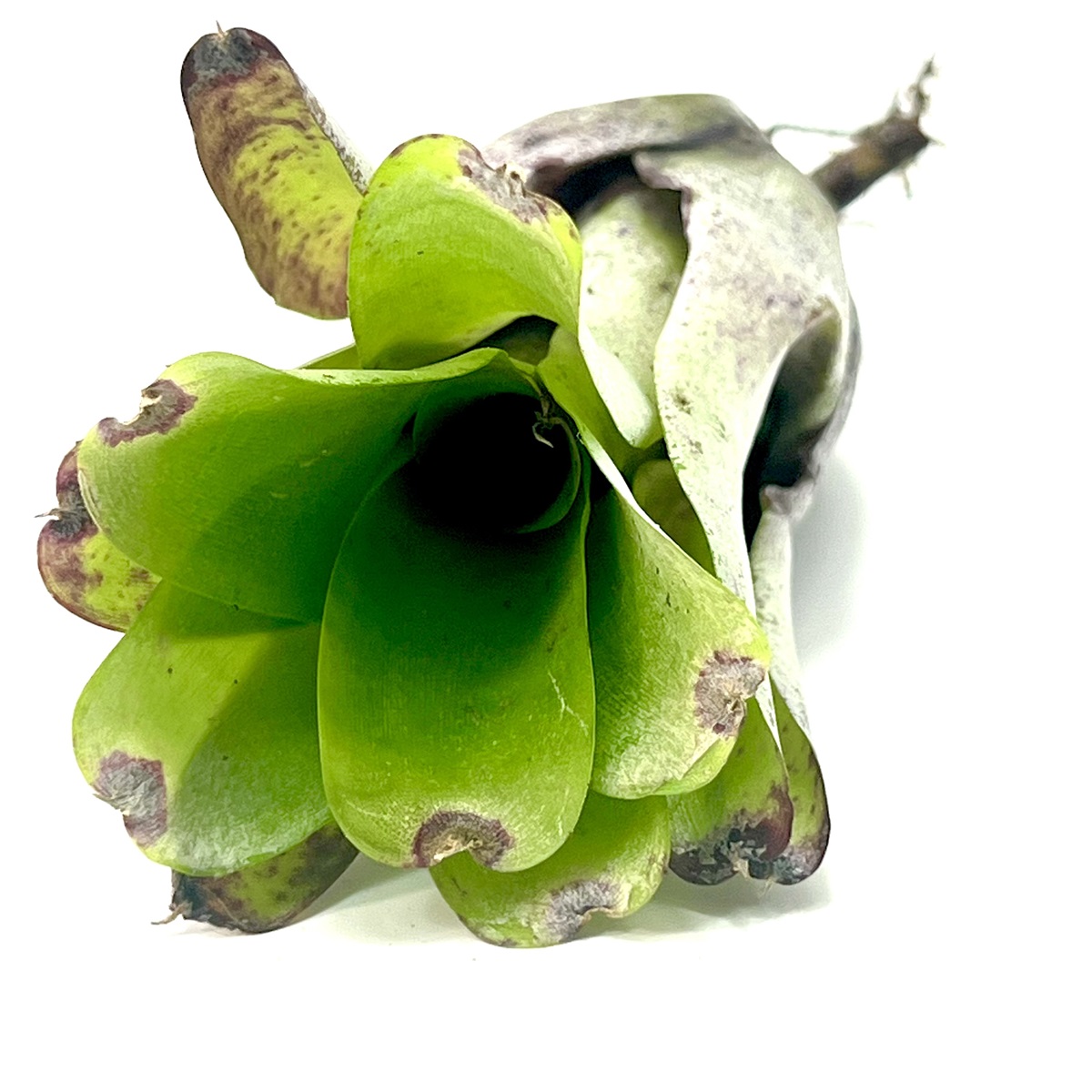 Neoregelia abendrothae