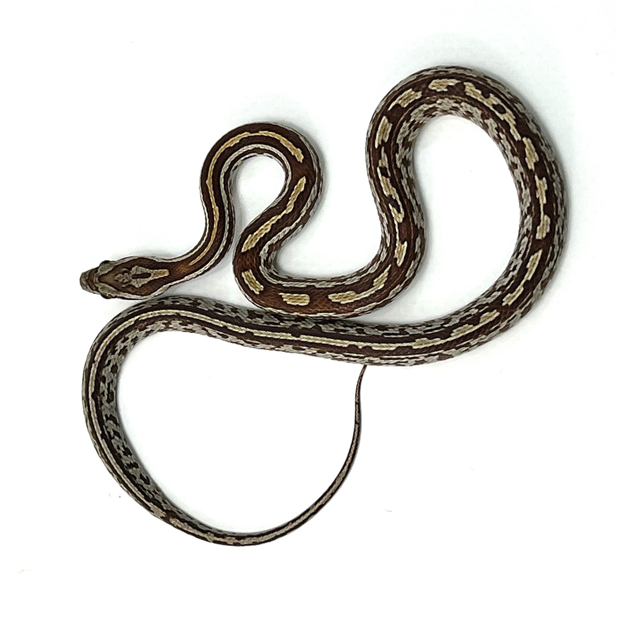 Tessera P. guttatus
