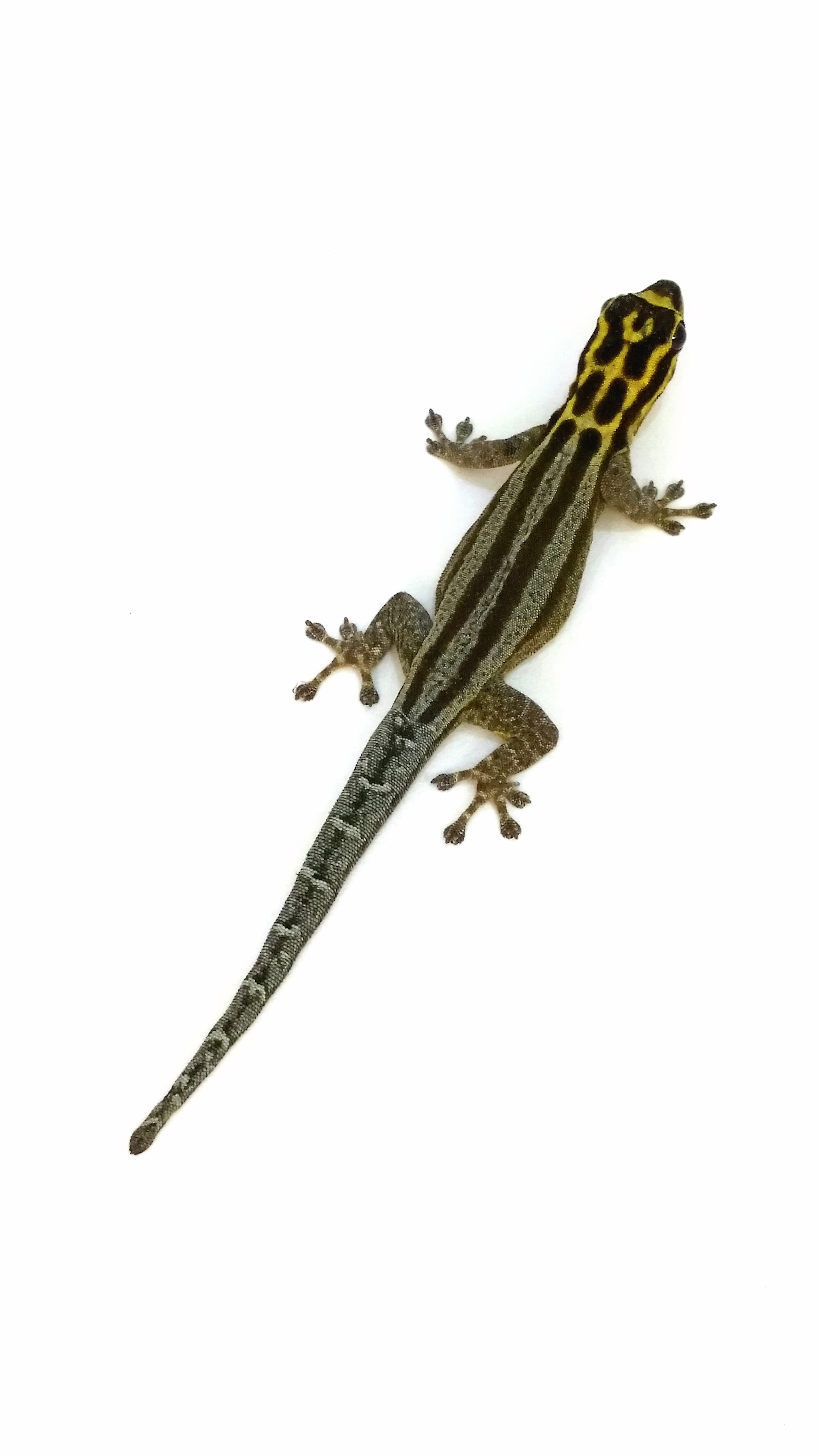 Lygodactylus kimhowelli