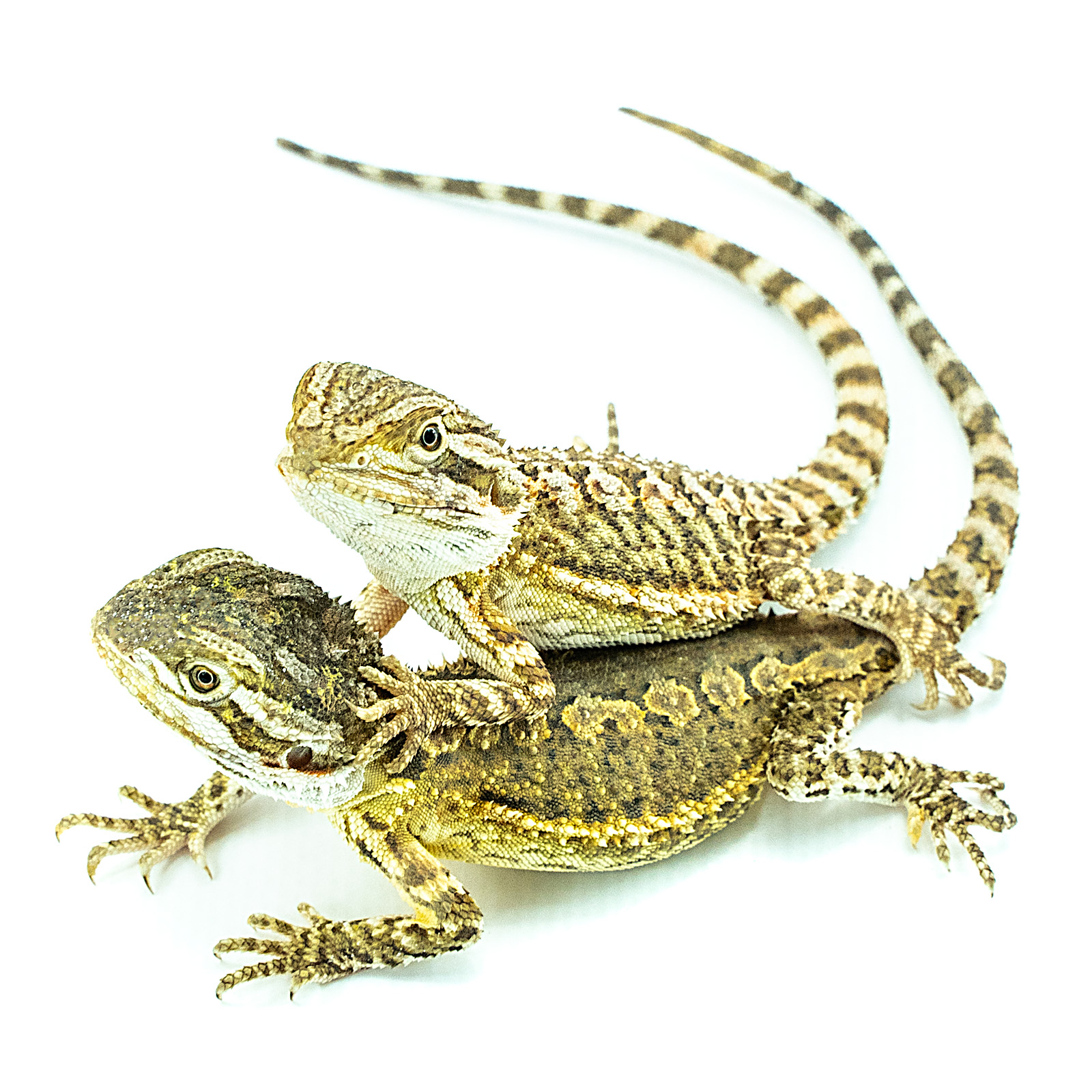Zwergbartagame Pogona henrylawsoni