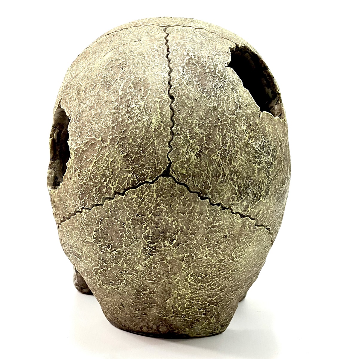 Human Skull