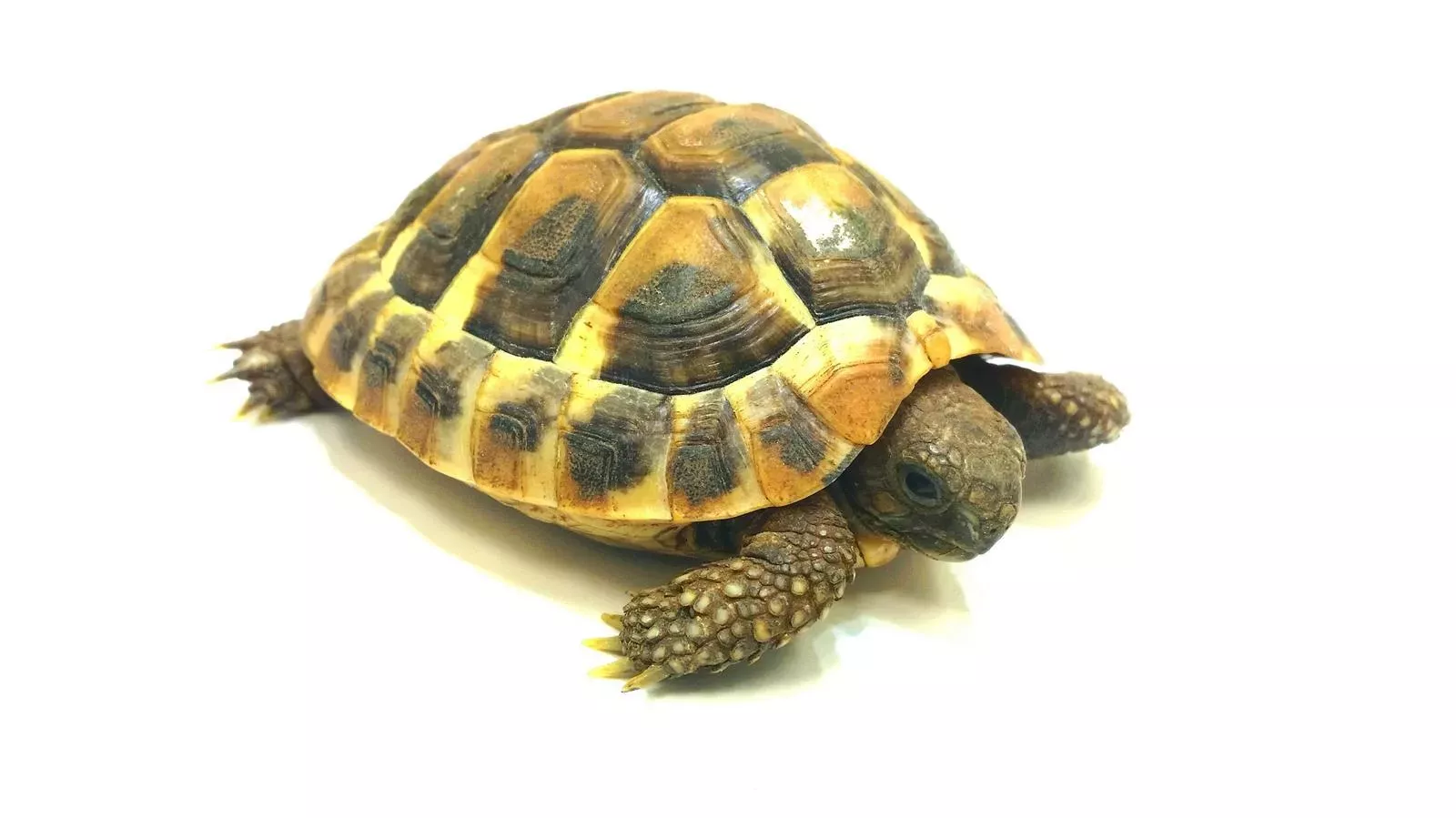 Griechische Landschildkröte - Testudo hermanni
